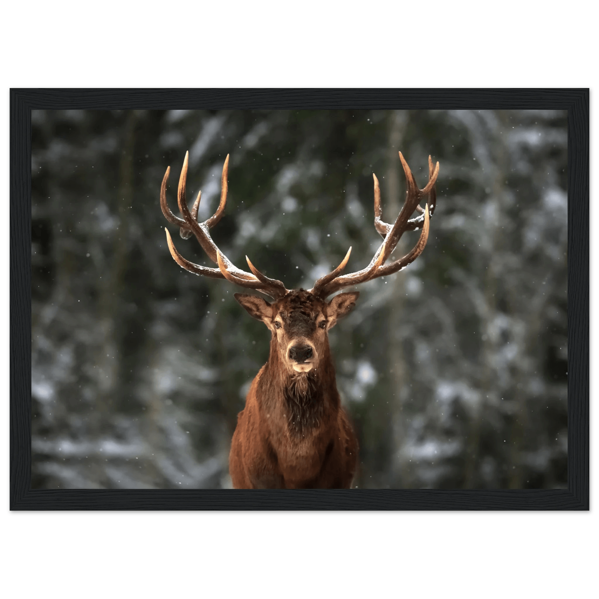 Stag in snow - Poster - Arthena