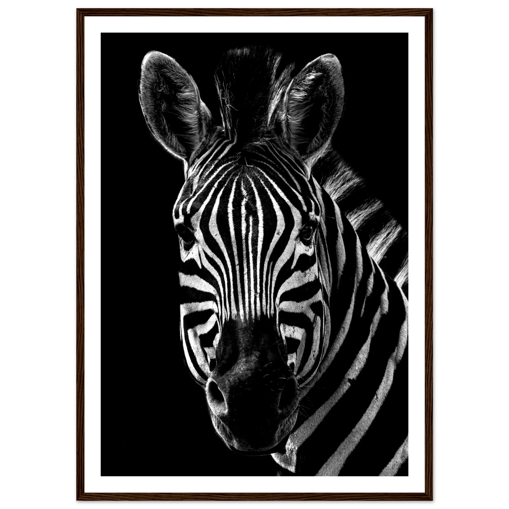 Zebra - Poster - Arthena