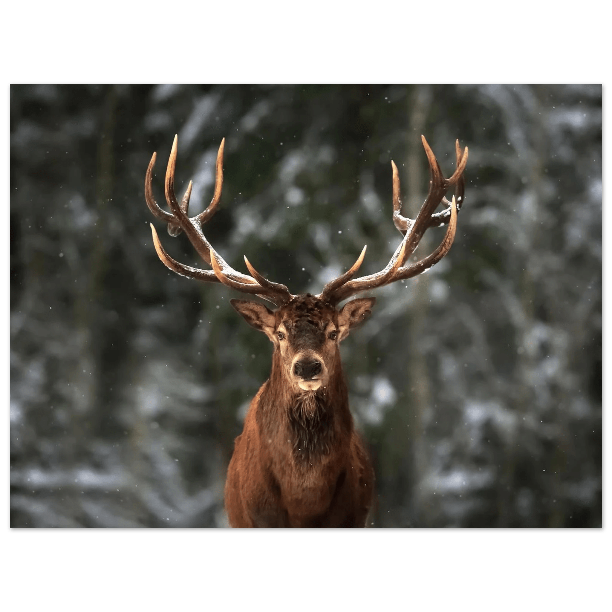 Stag in snow - Poster - Arthena