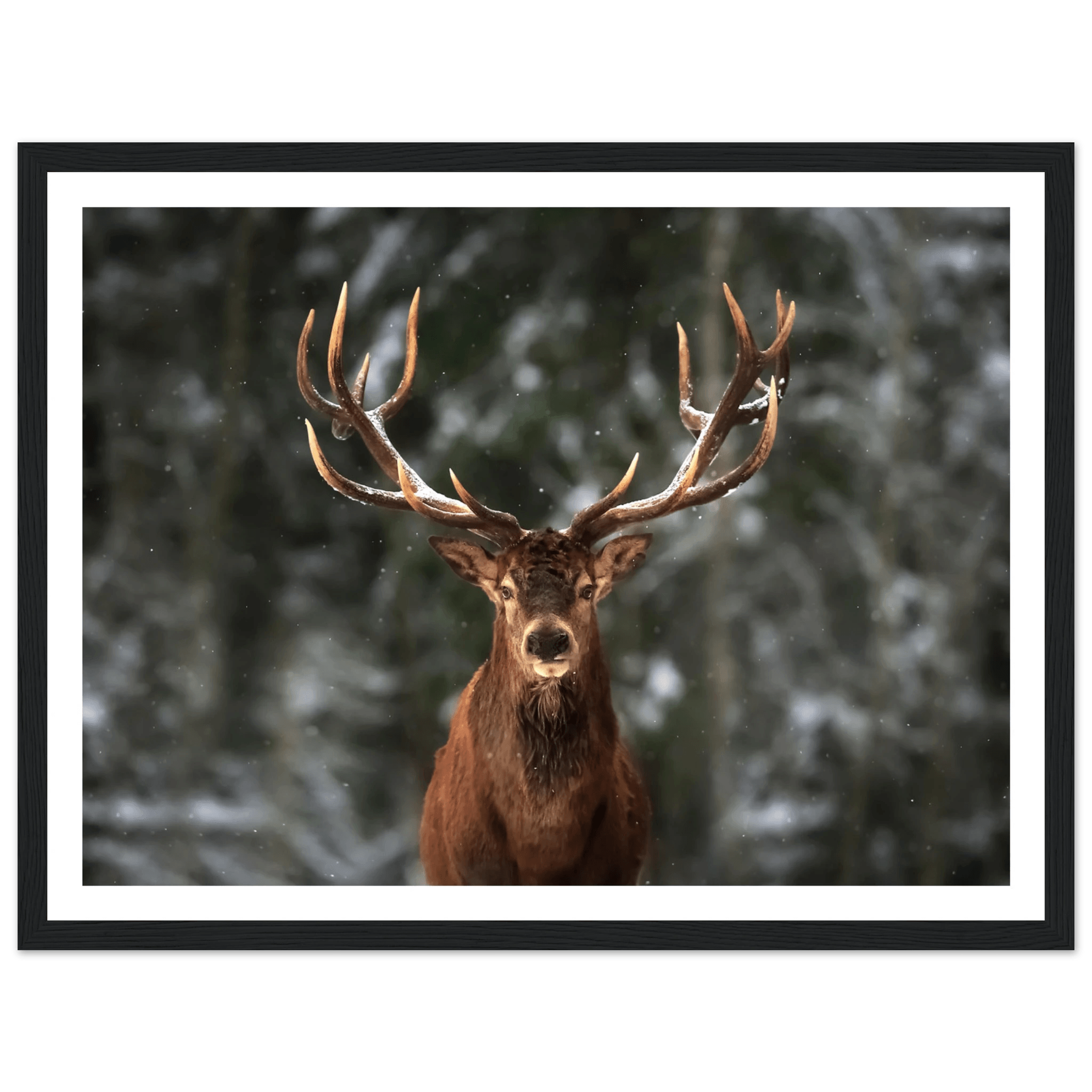Stag in snow - Poster - Arthena