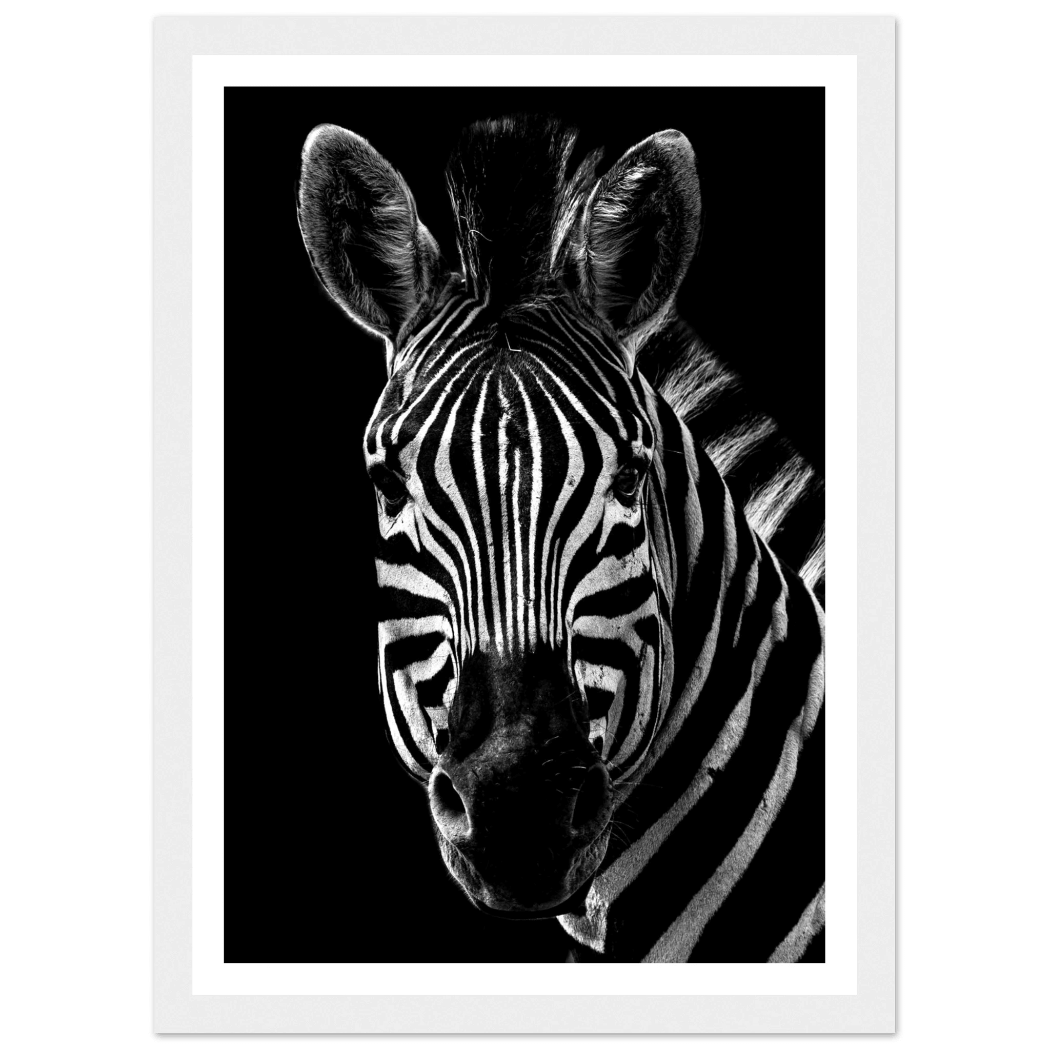 Zebra - Poster - Arthena