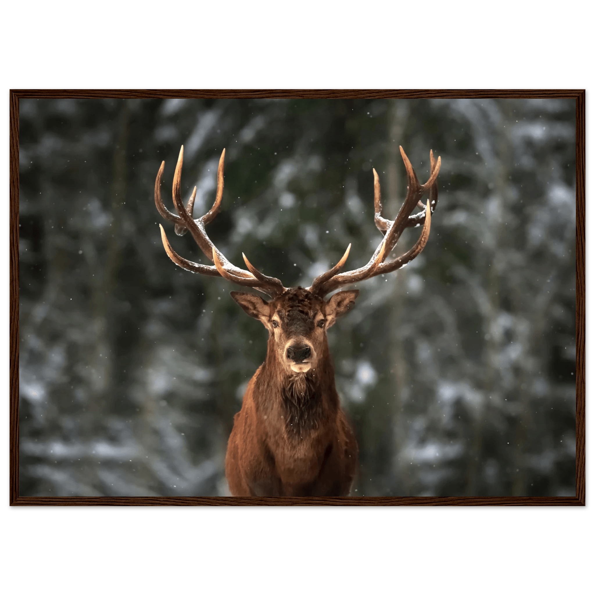 Stag in snow - Poster - Arthena