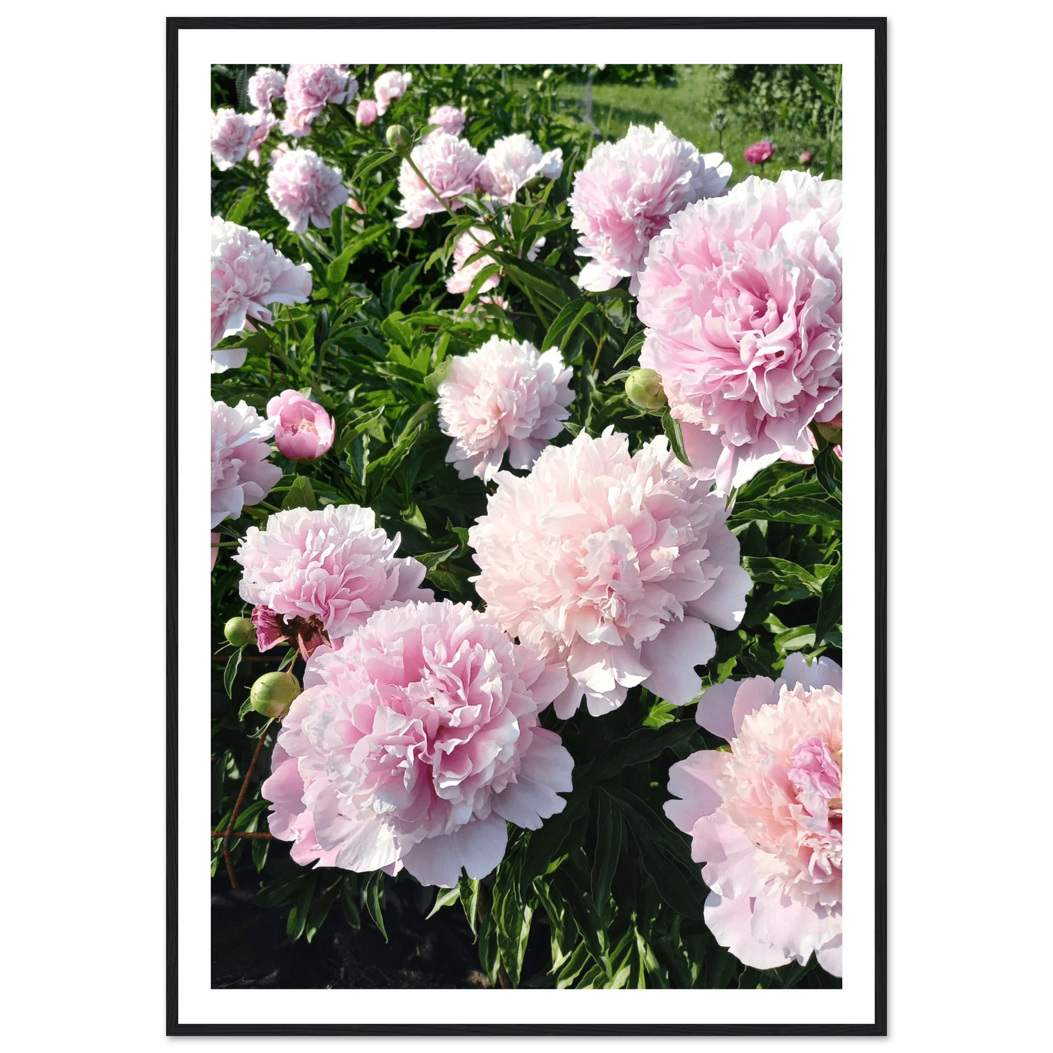Peonies - Poster - Arthena