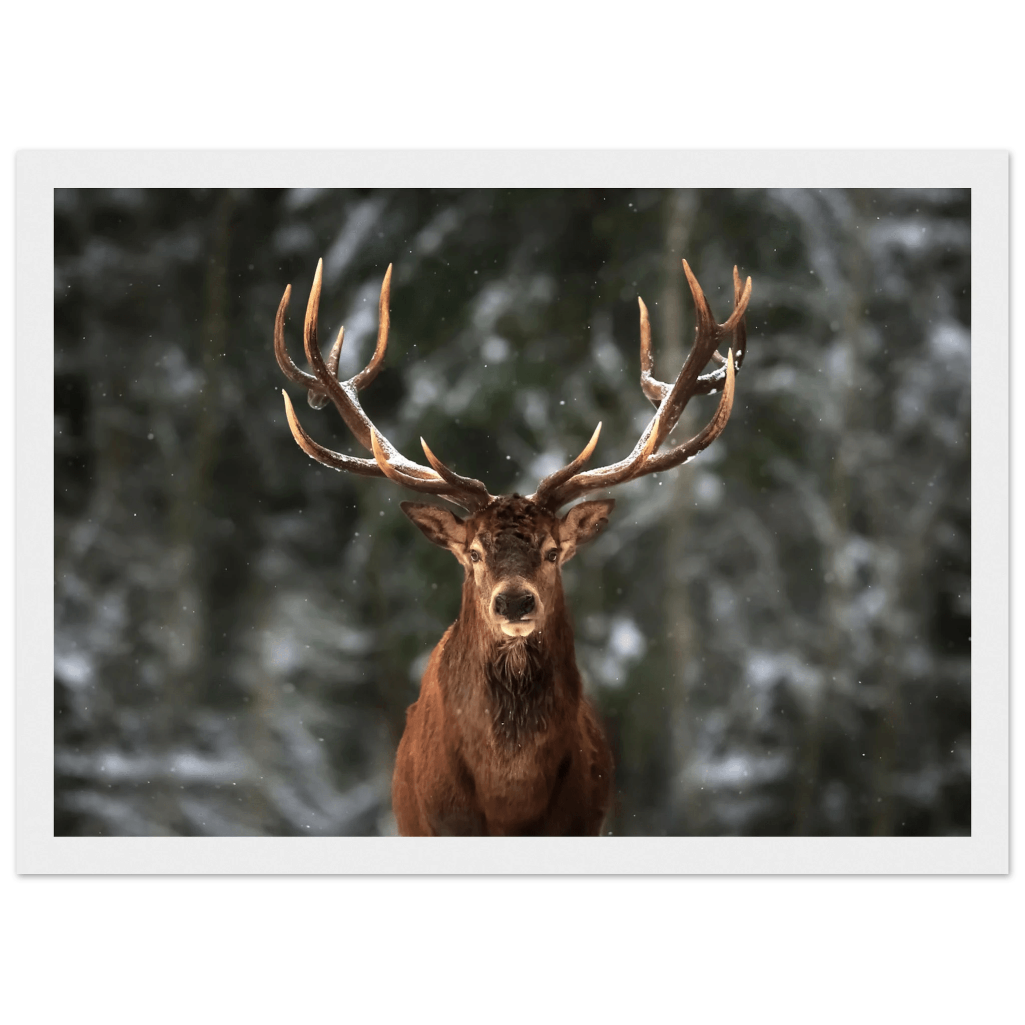 Stag in snow - Poster - Arthena