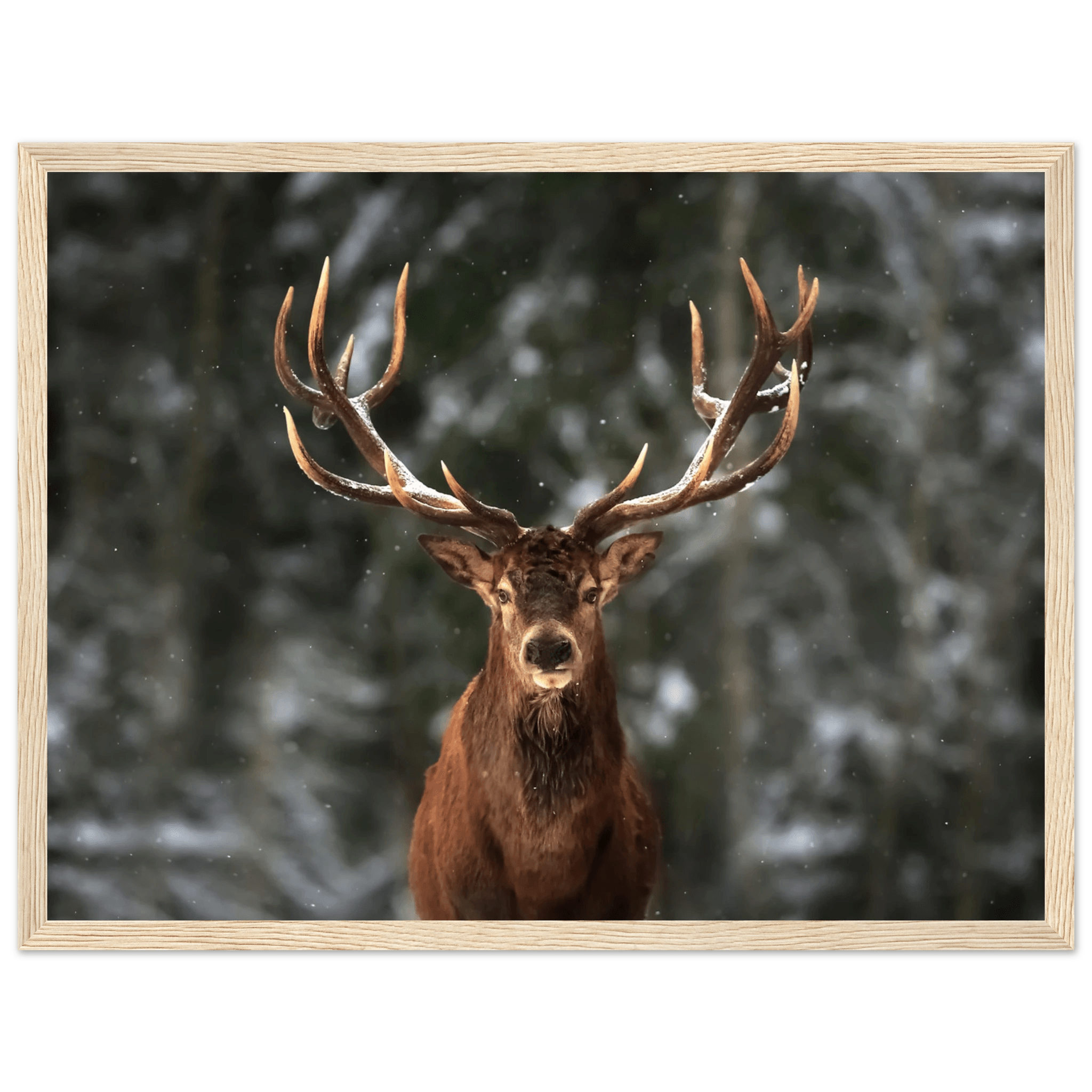 Stag in snow - Poster - Arthena