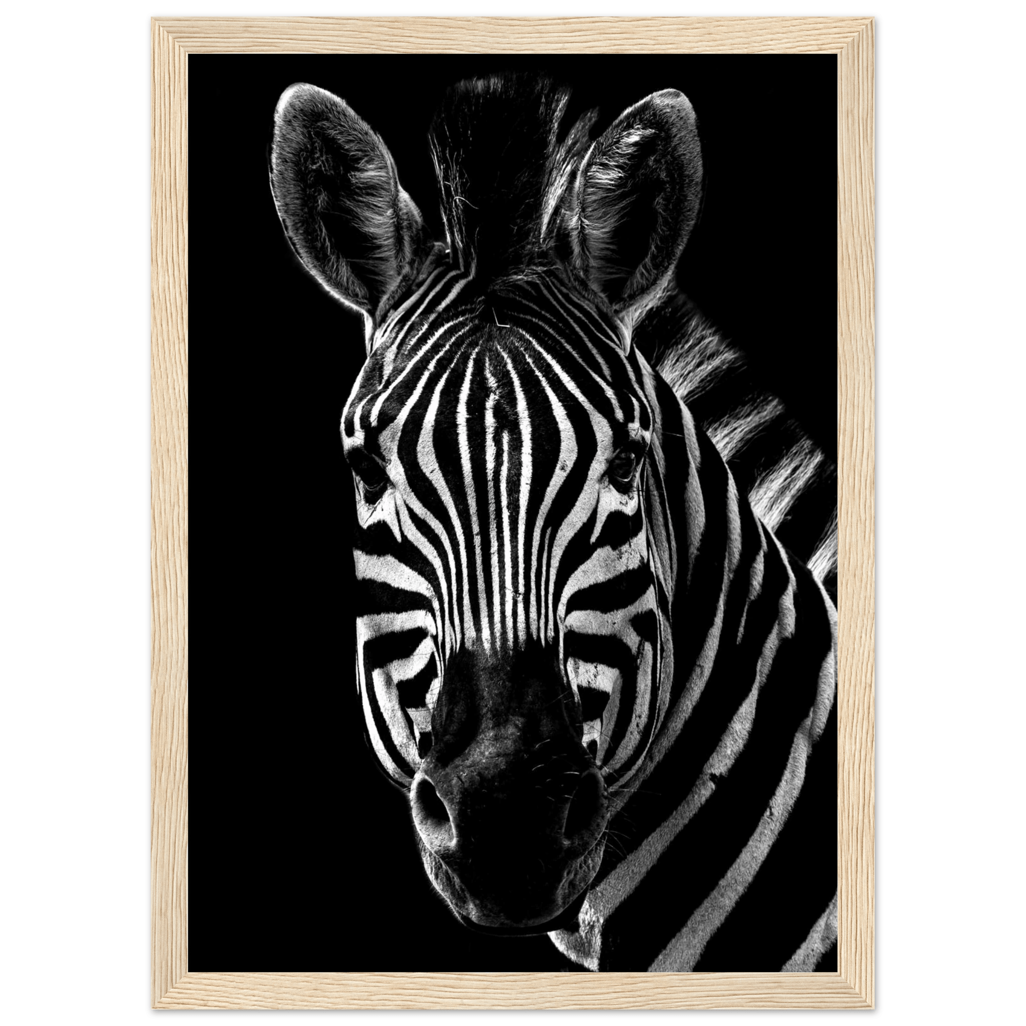 Zebra - Poster - Arthena
