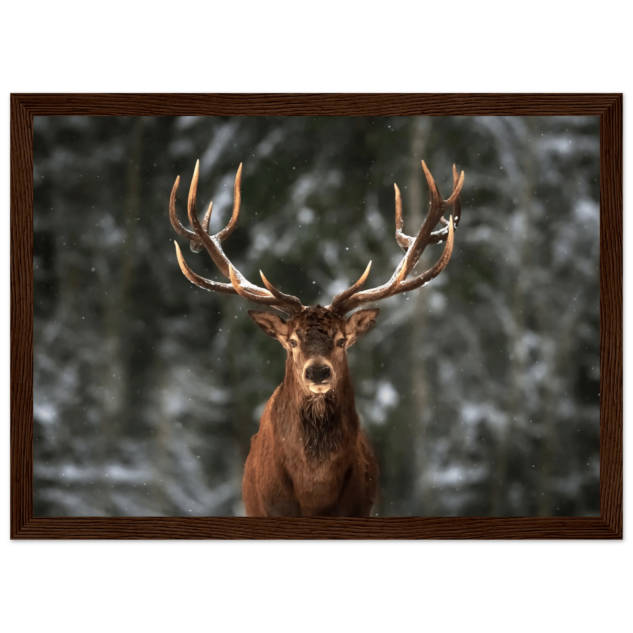 Stag in snow - Poster - Arthena