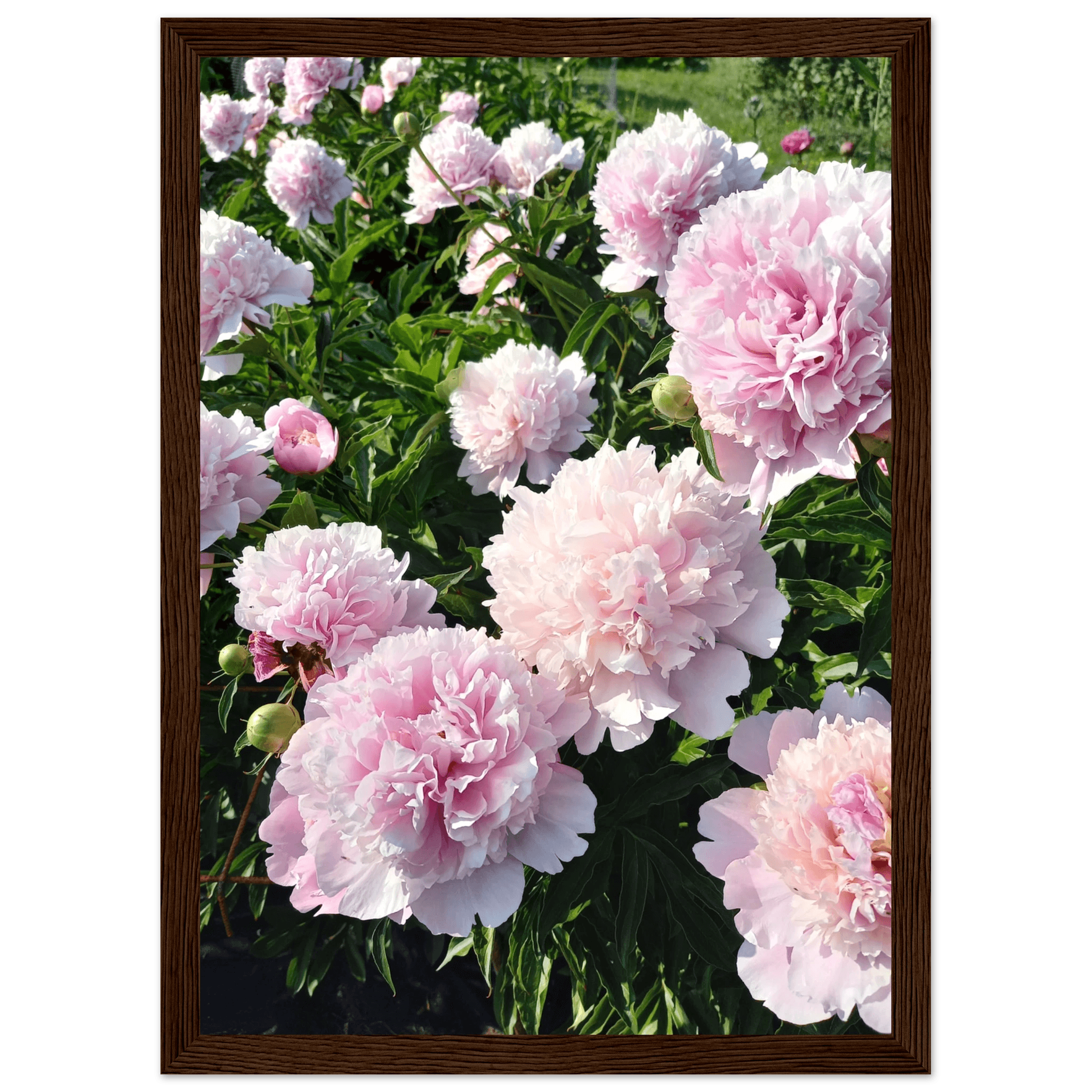 Peonies - Poster - Arthena