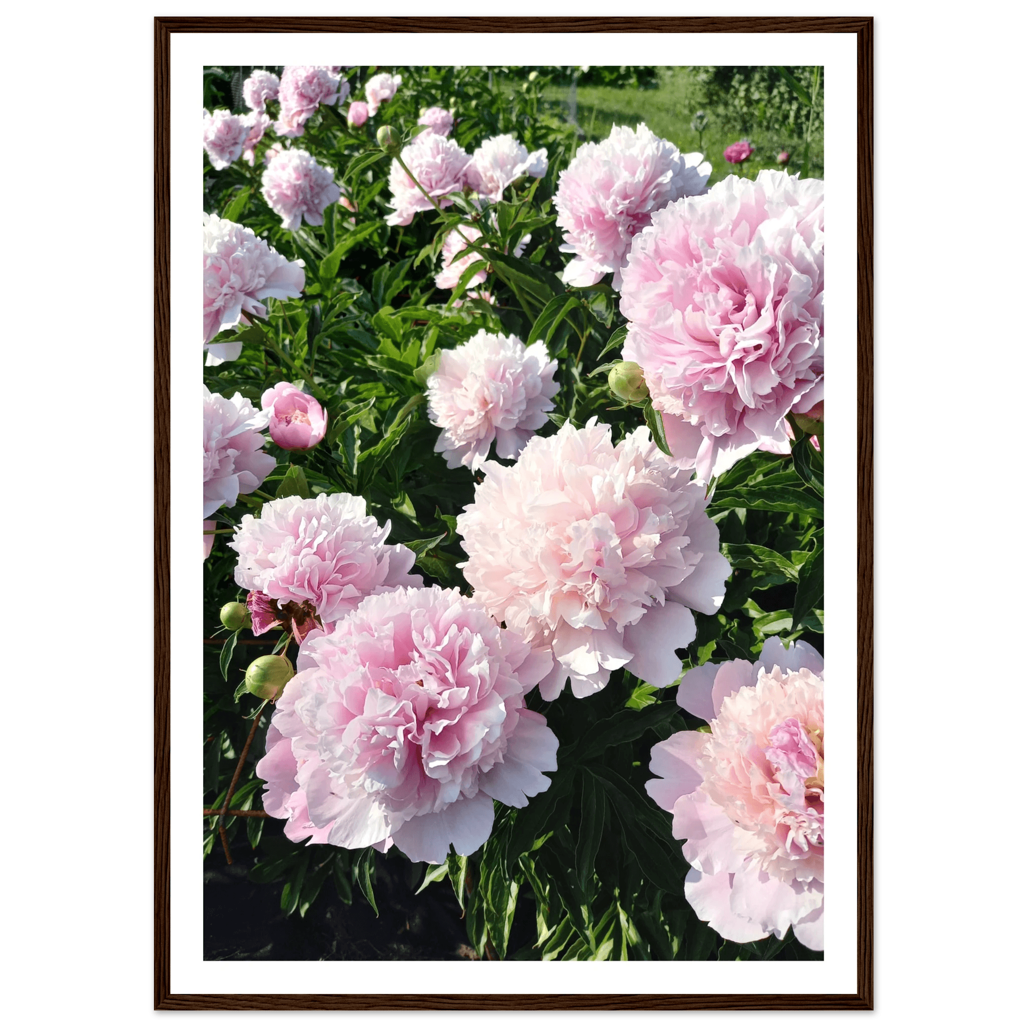 Peonies - Poster - Arthena