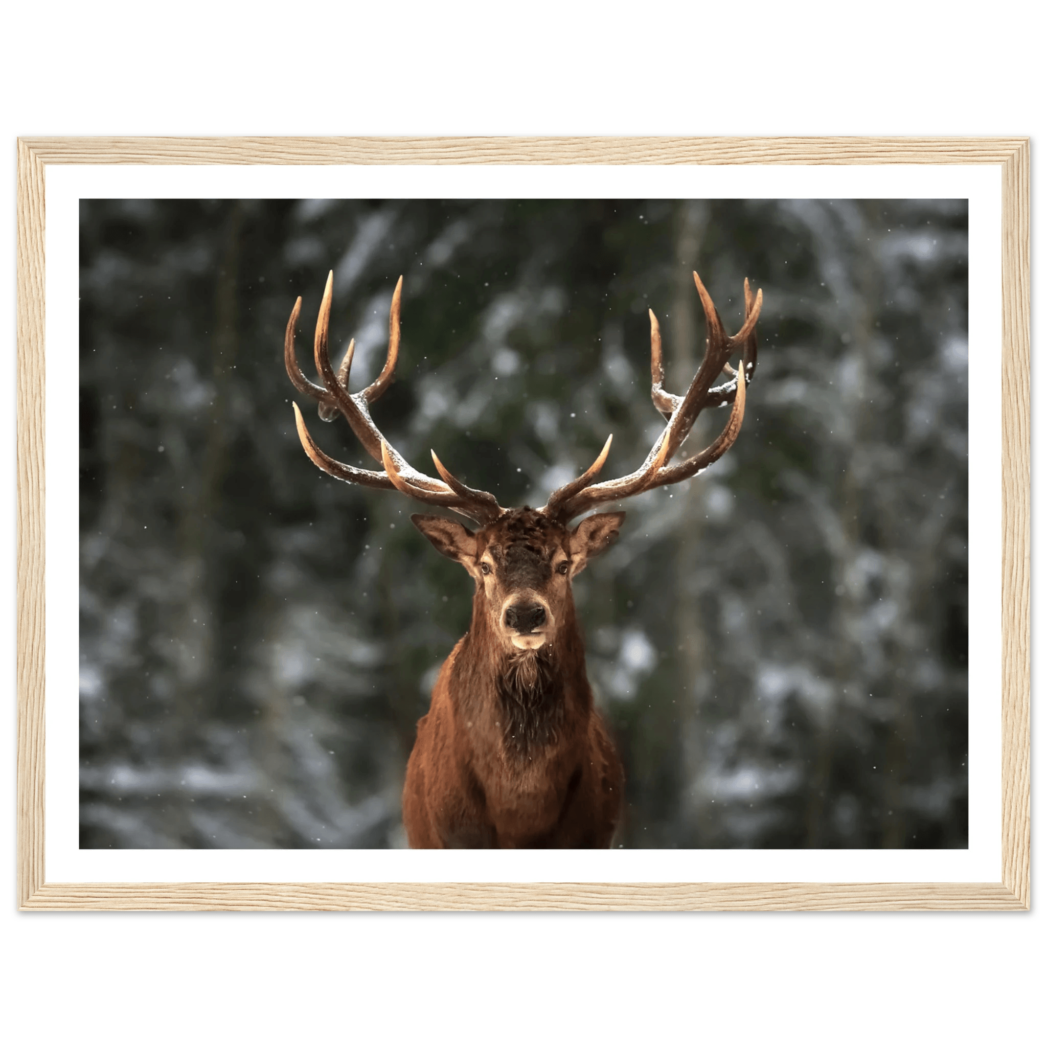 Stag in snow - Poster - Arthena