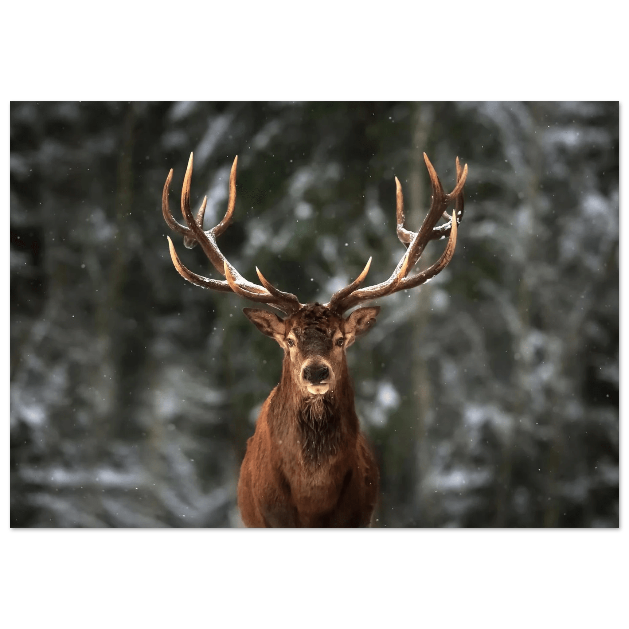 Stag in snow - Poster - Arthena