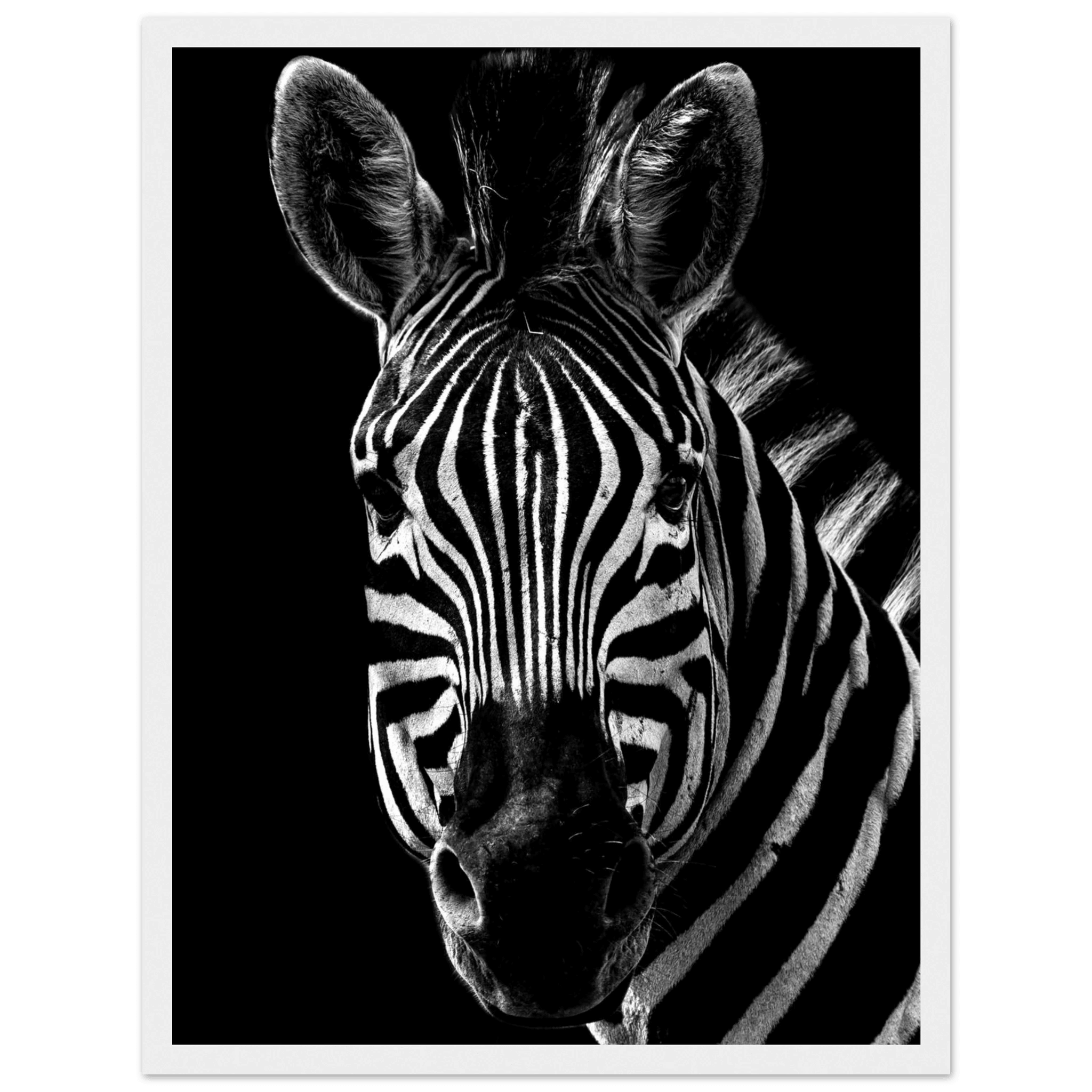 Zebra - Poster - Arthena