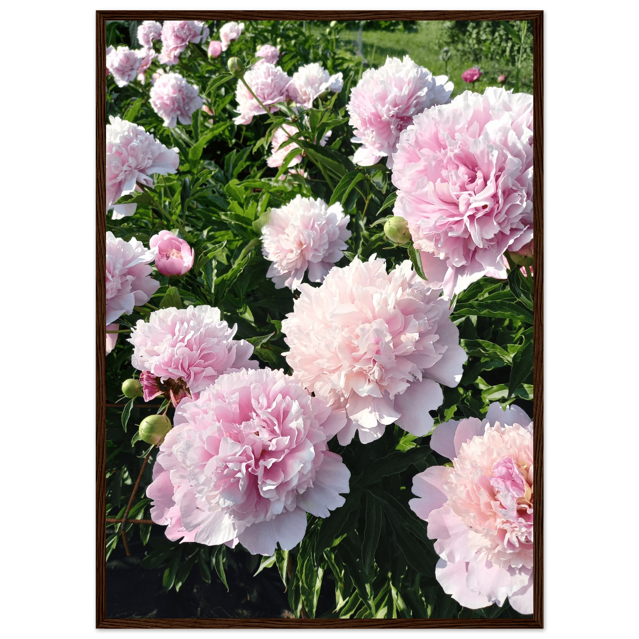 Peonies - Poster - Arthena