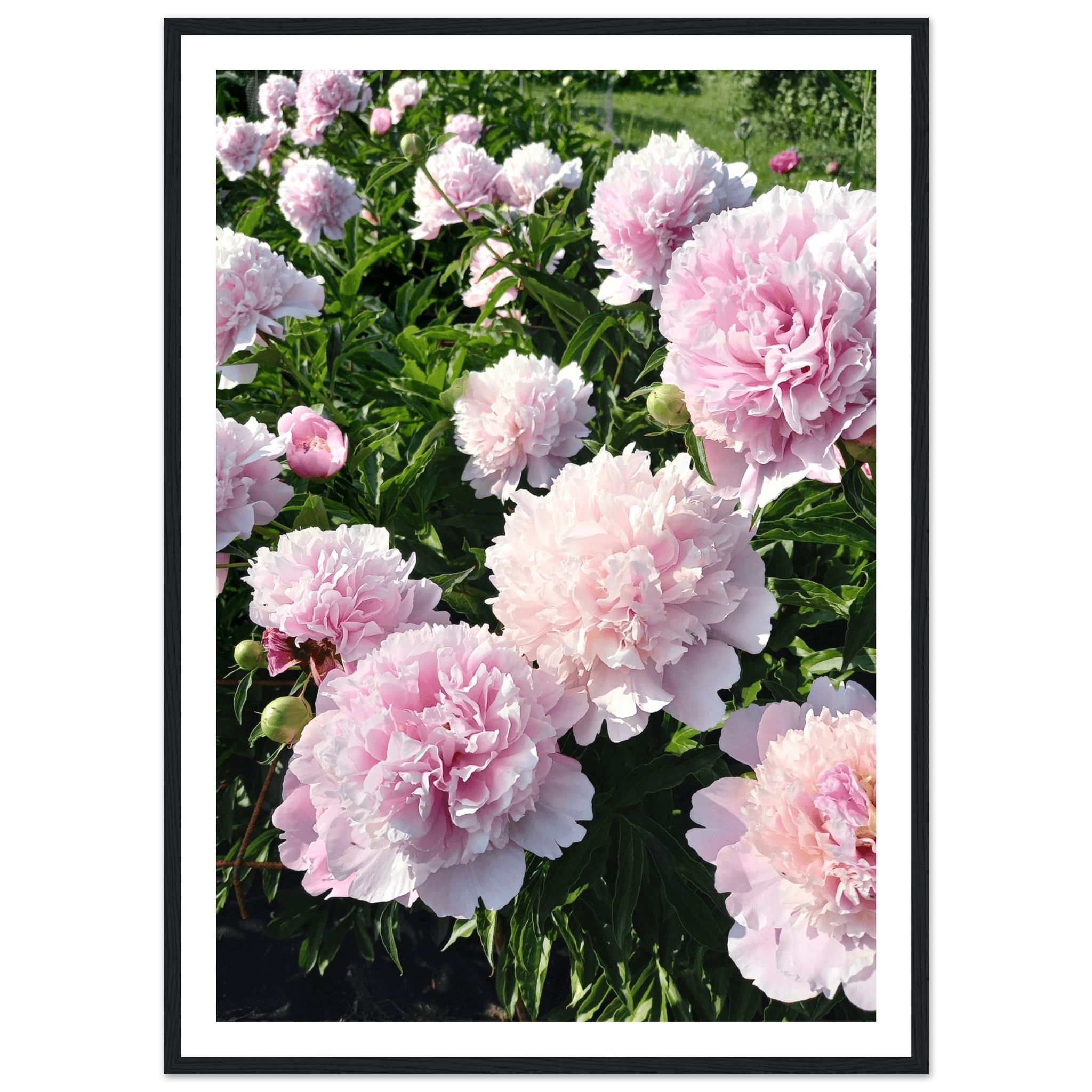 Peonies - Poster - Arthena