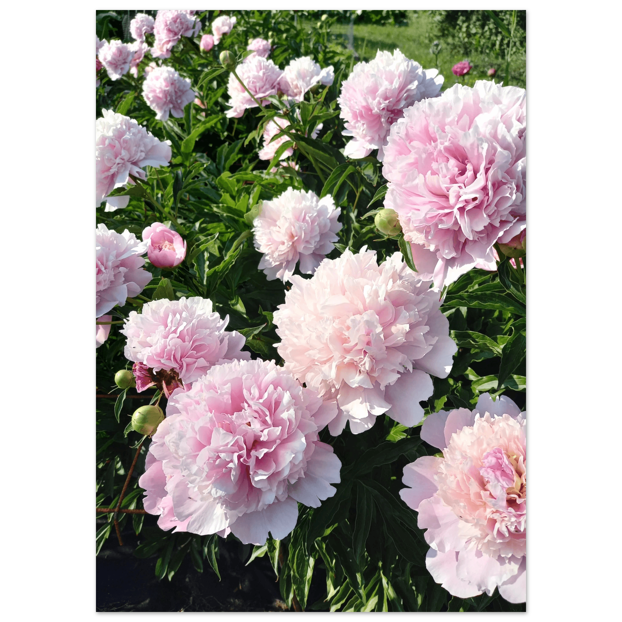 Peonies - Poster - Arthena