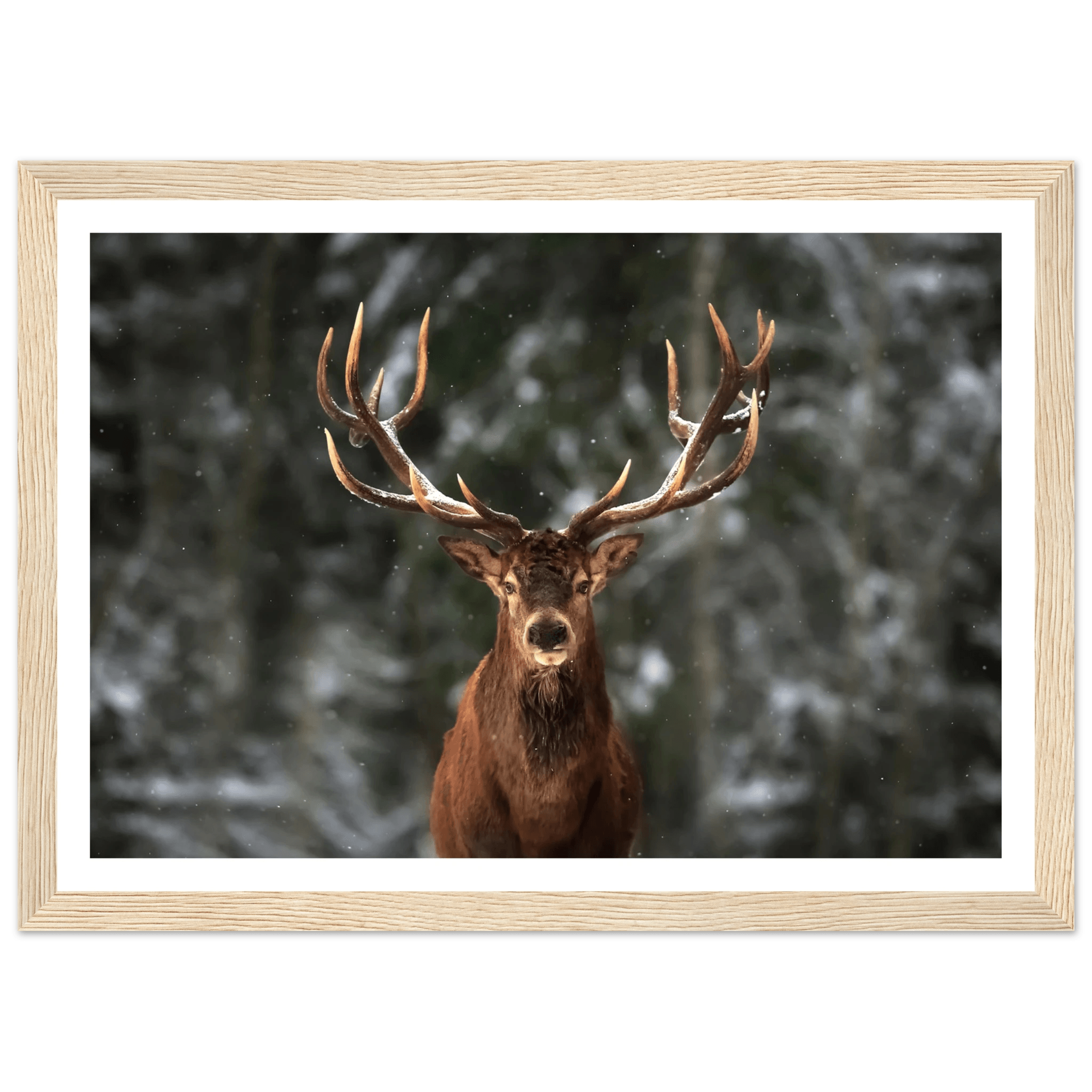 Stag in snow - Poster - Arthena