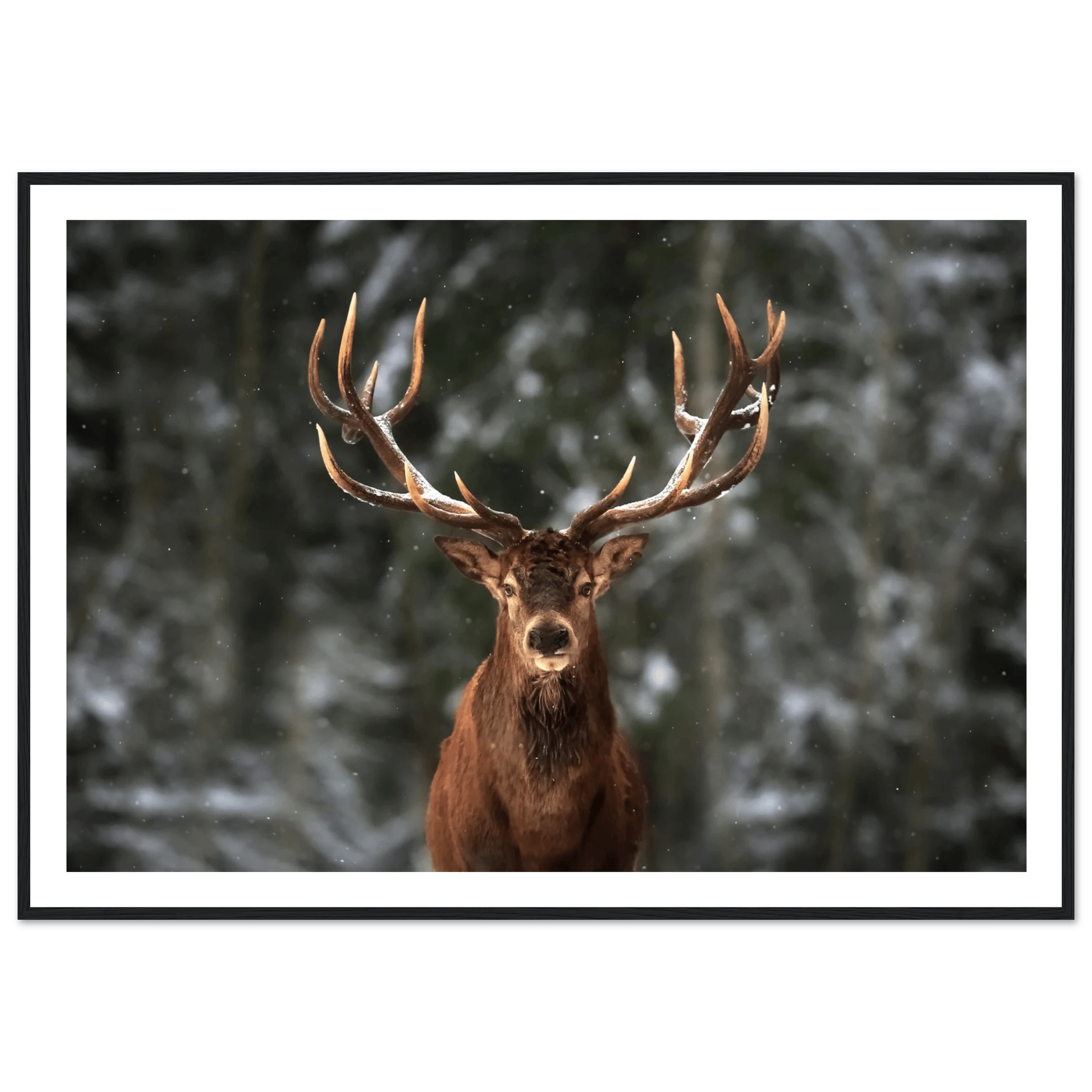 Stag in snow - Poster - Arthena