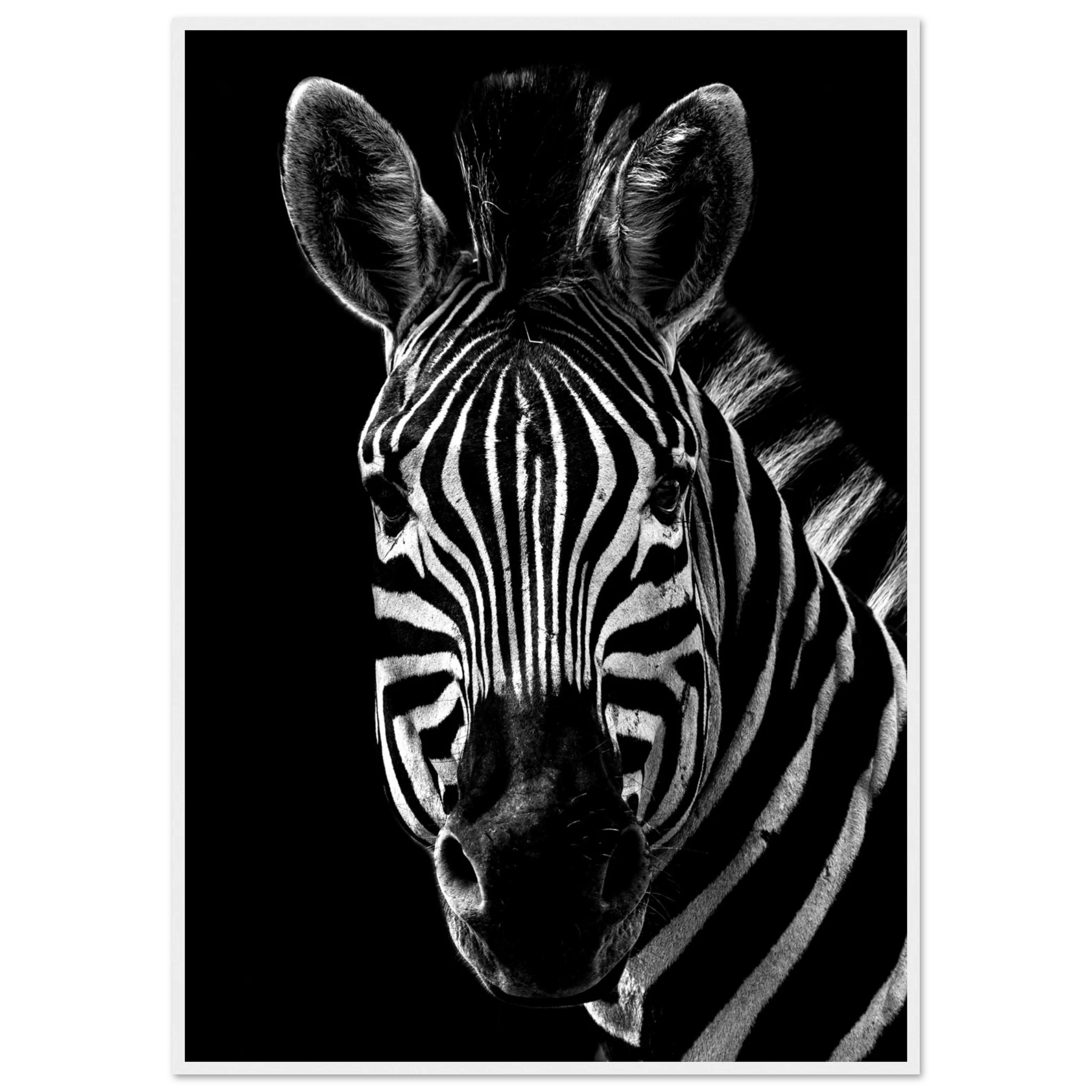 Zebra - Poster - Arthena
