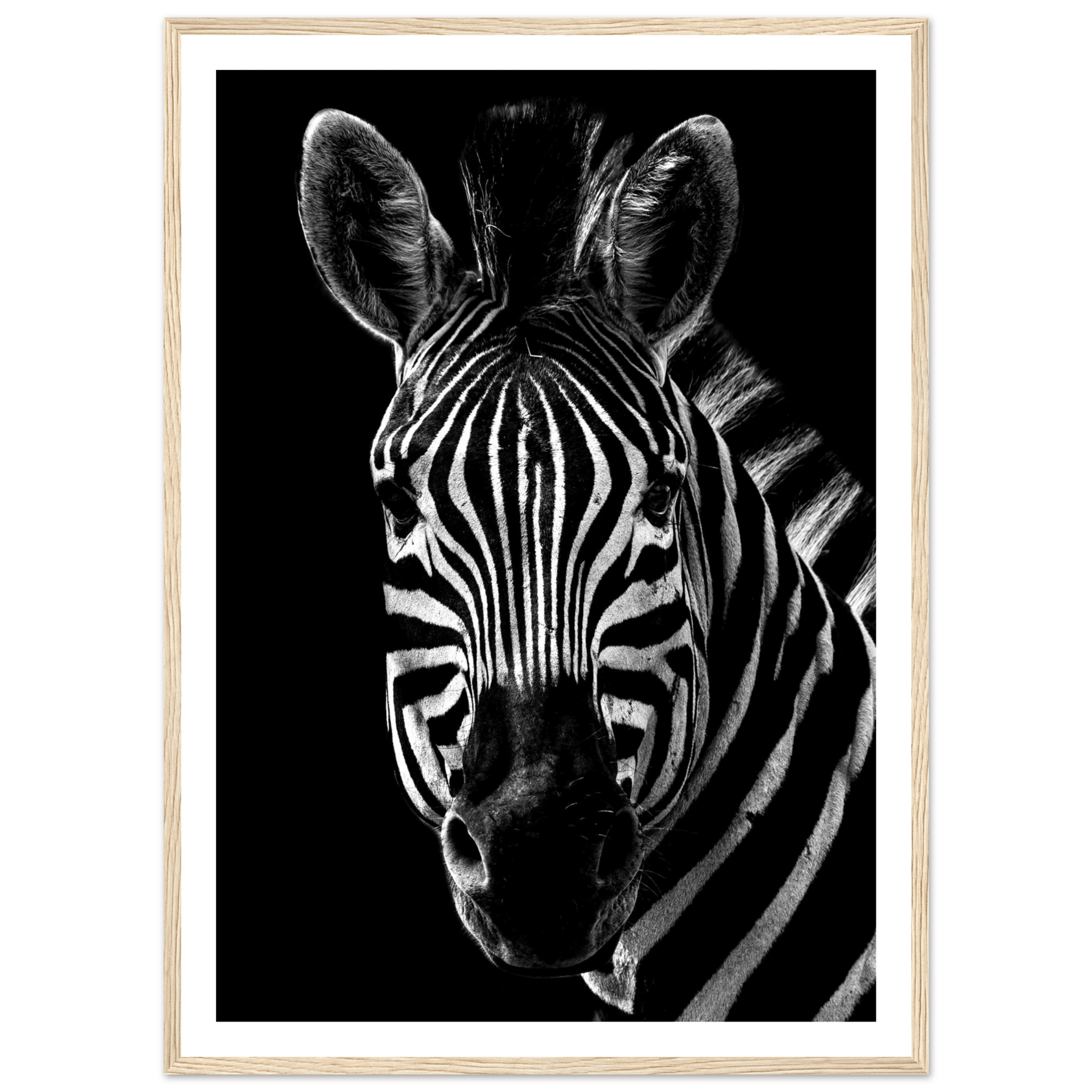 Zebra - Poster - Arthena