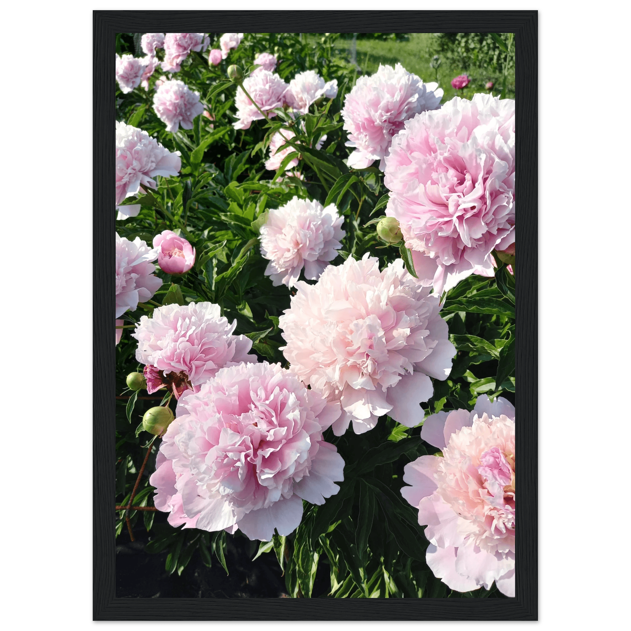 Peonies - Poster - Arthena