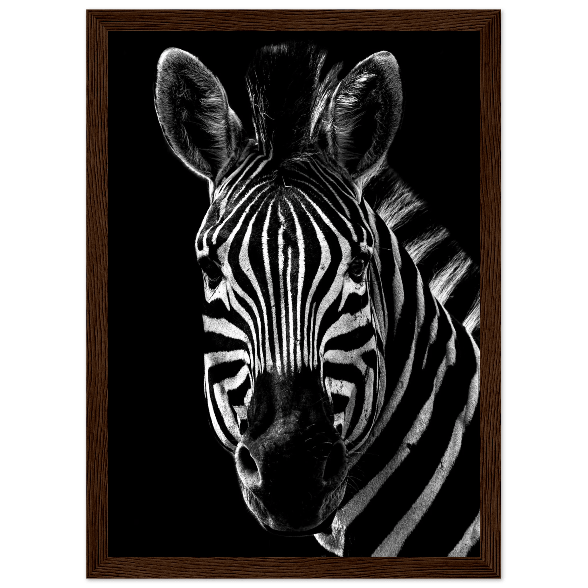 Zebra - Poster - Arthena