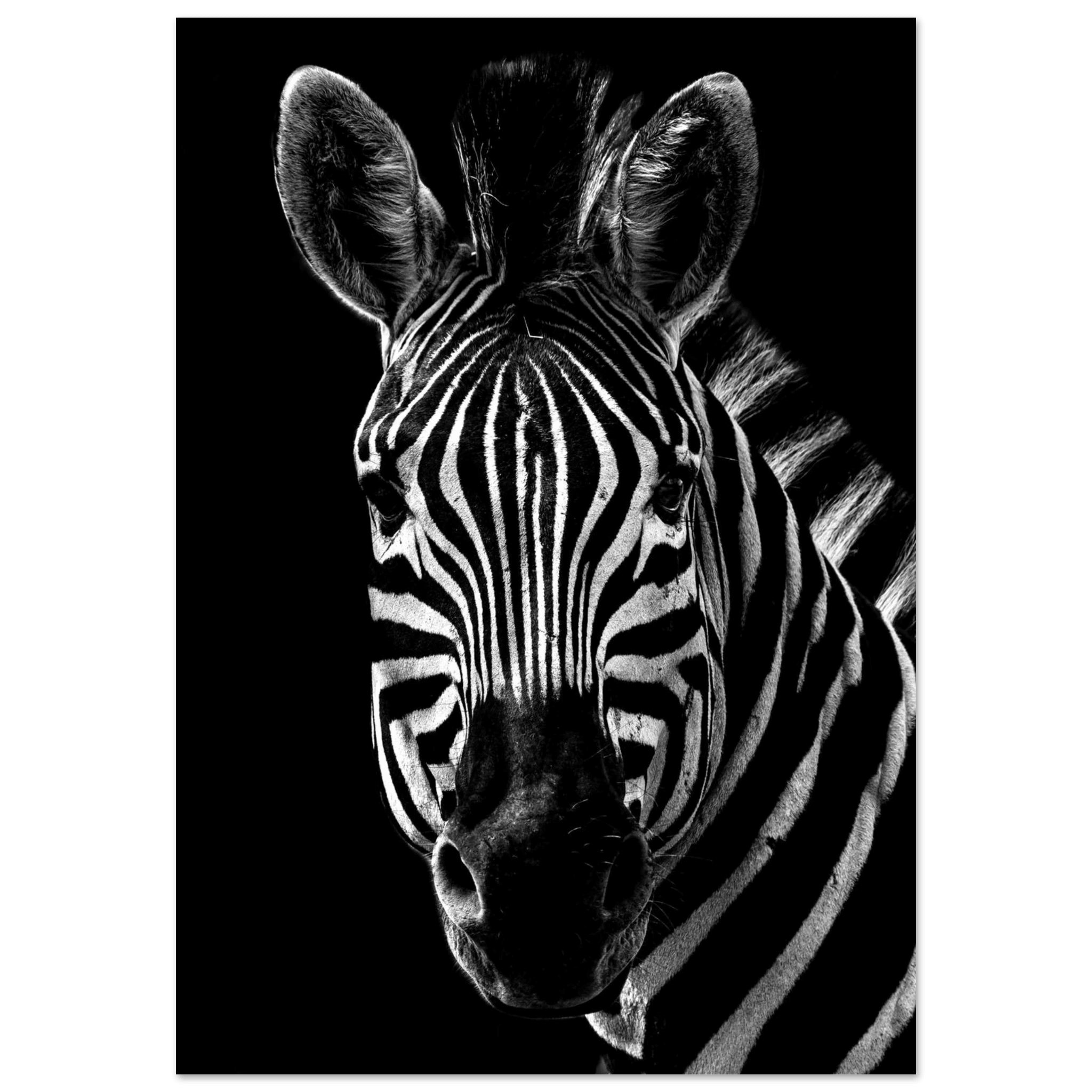 Zebra - Poster - Arthena
