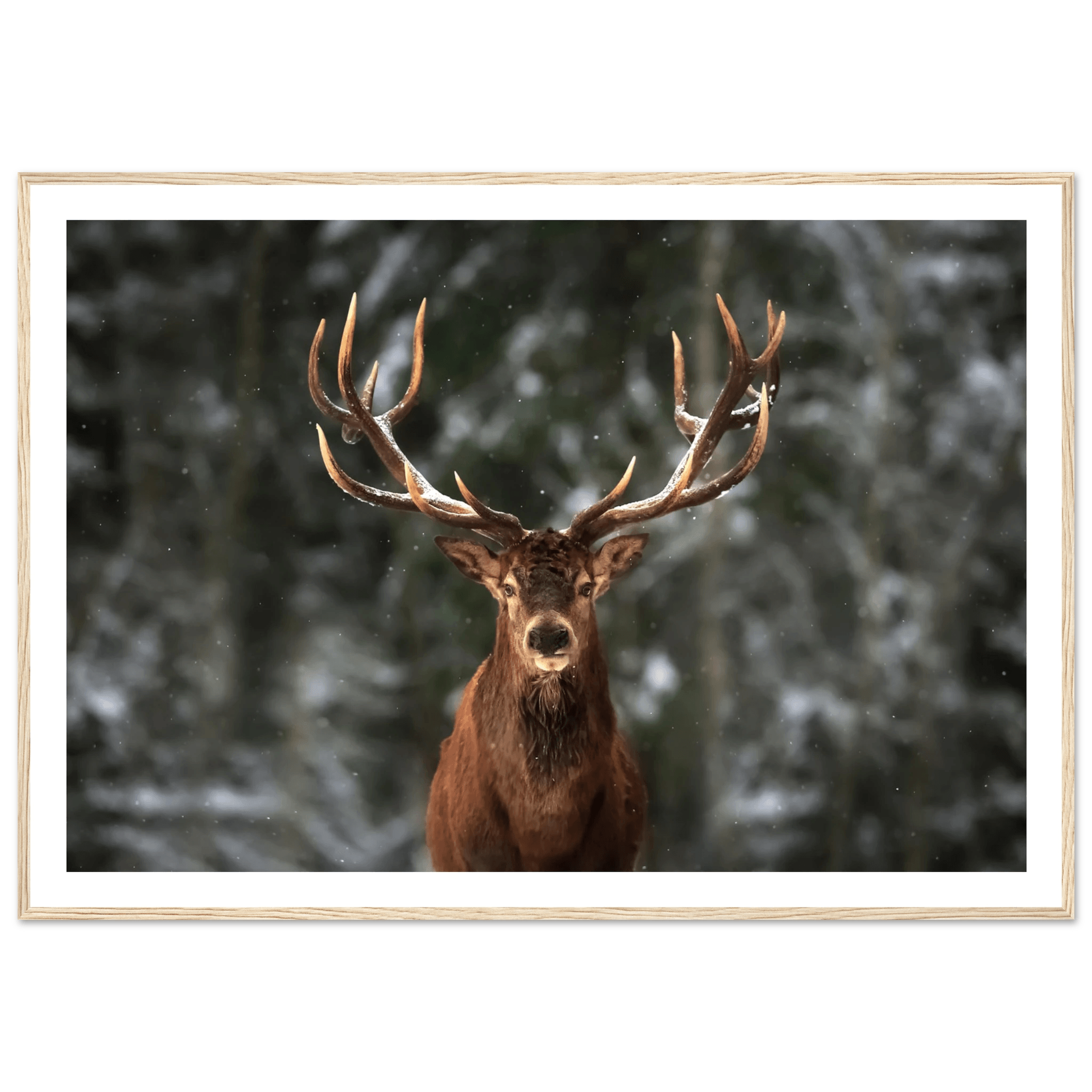 Stag in snow - Poster - Arthena