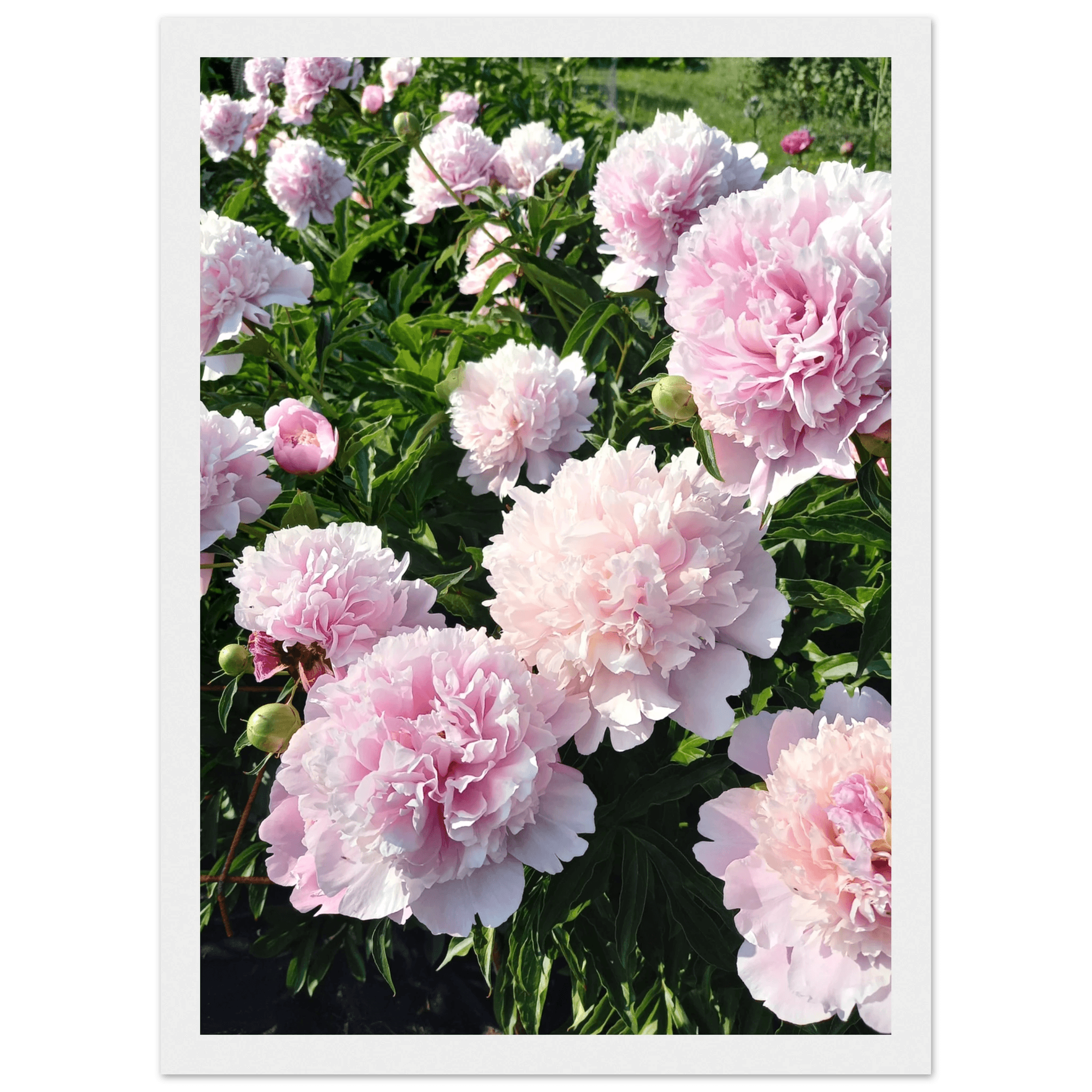 Peonies - Poster - Arthena