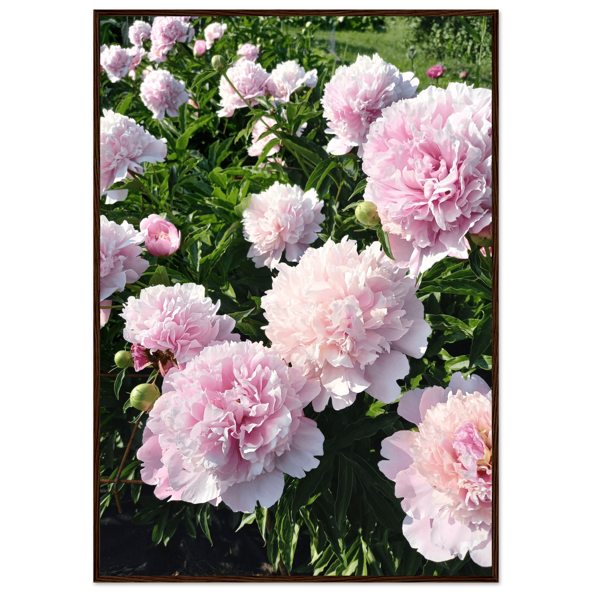 Peonies - Poster - Arthena