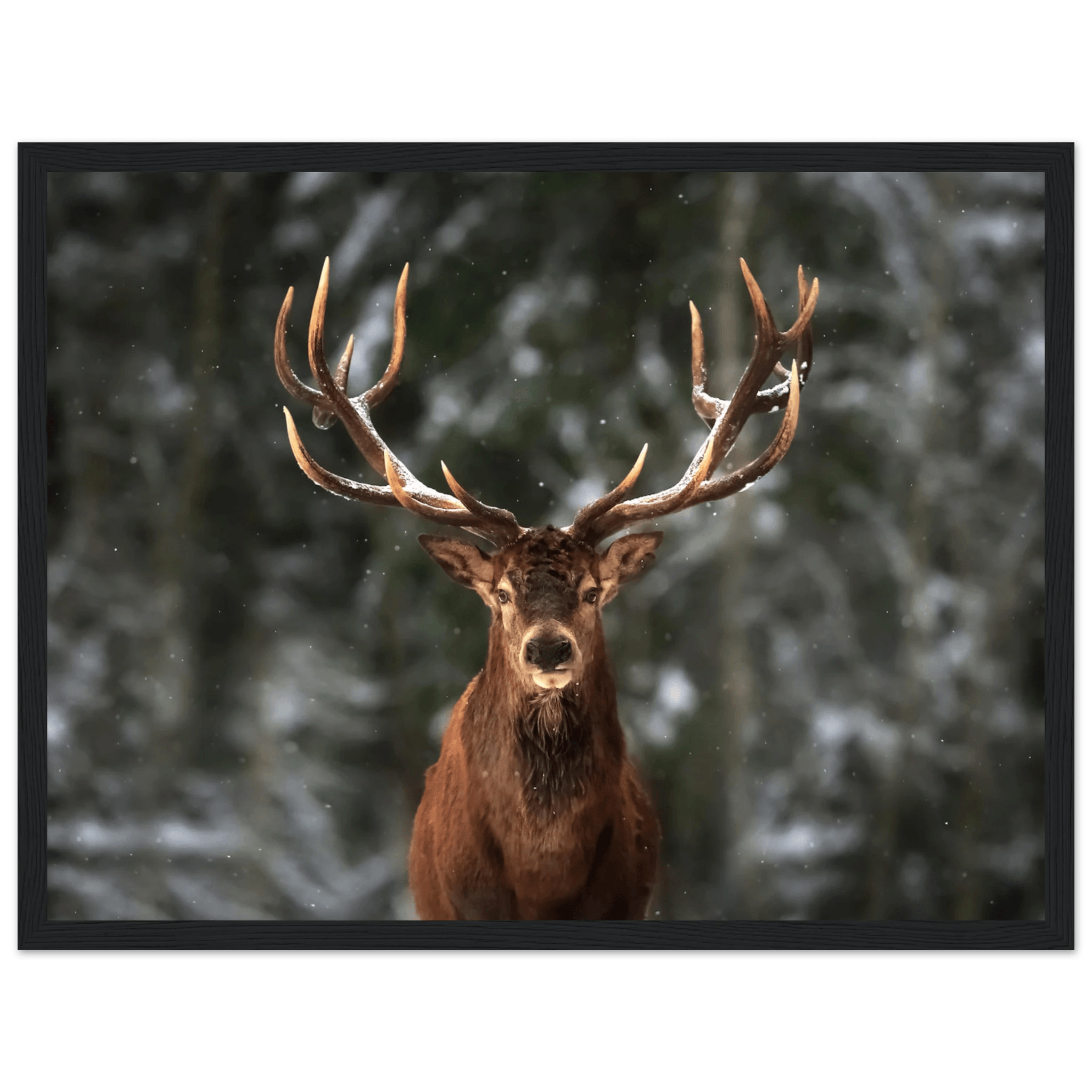 Stag in snow - Poster - Arthena
