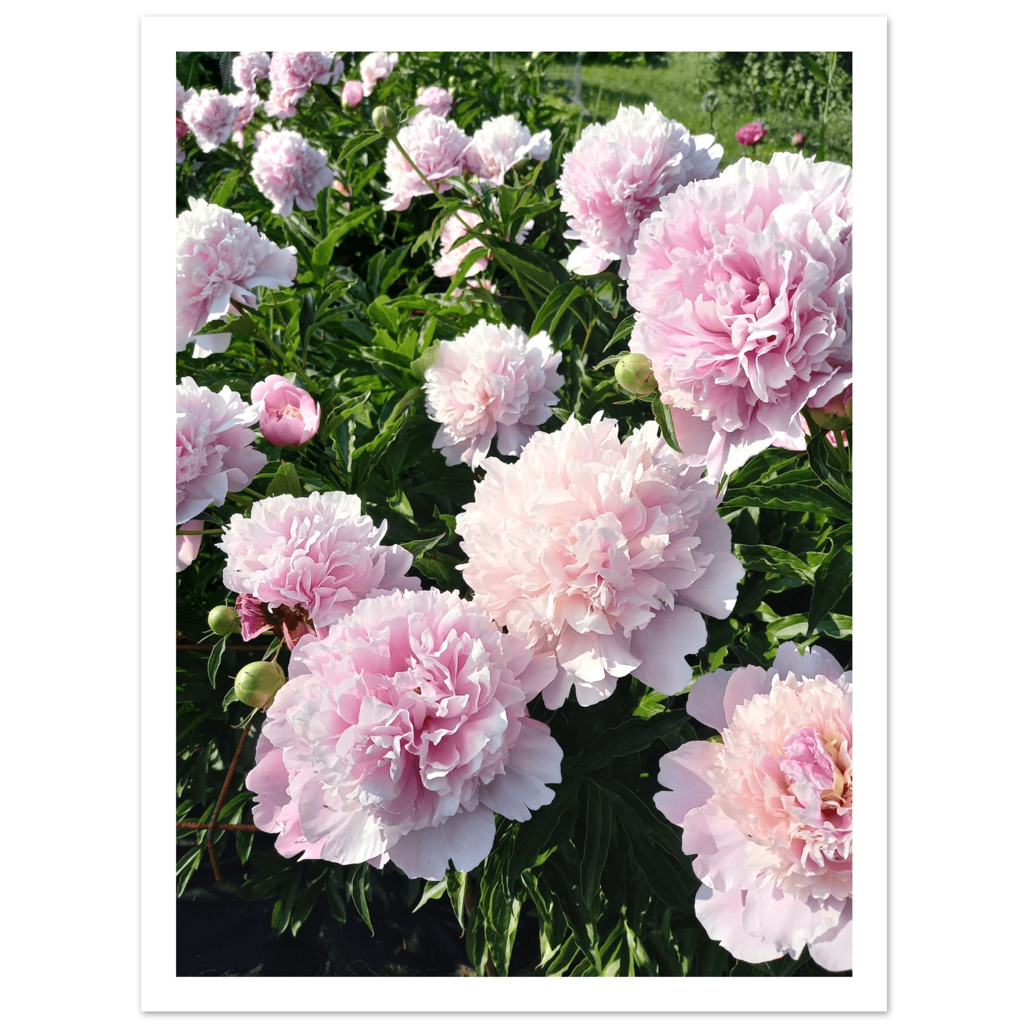 Peonies - Poster - Arthena