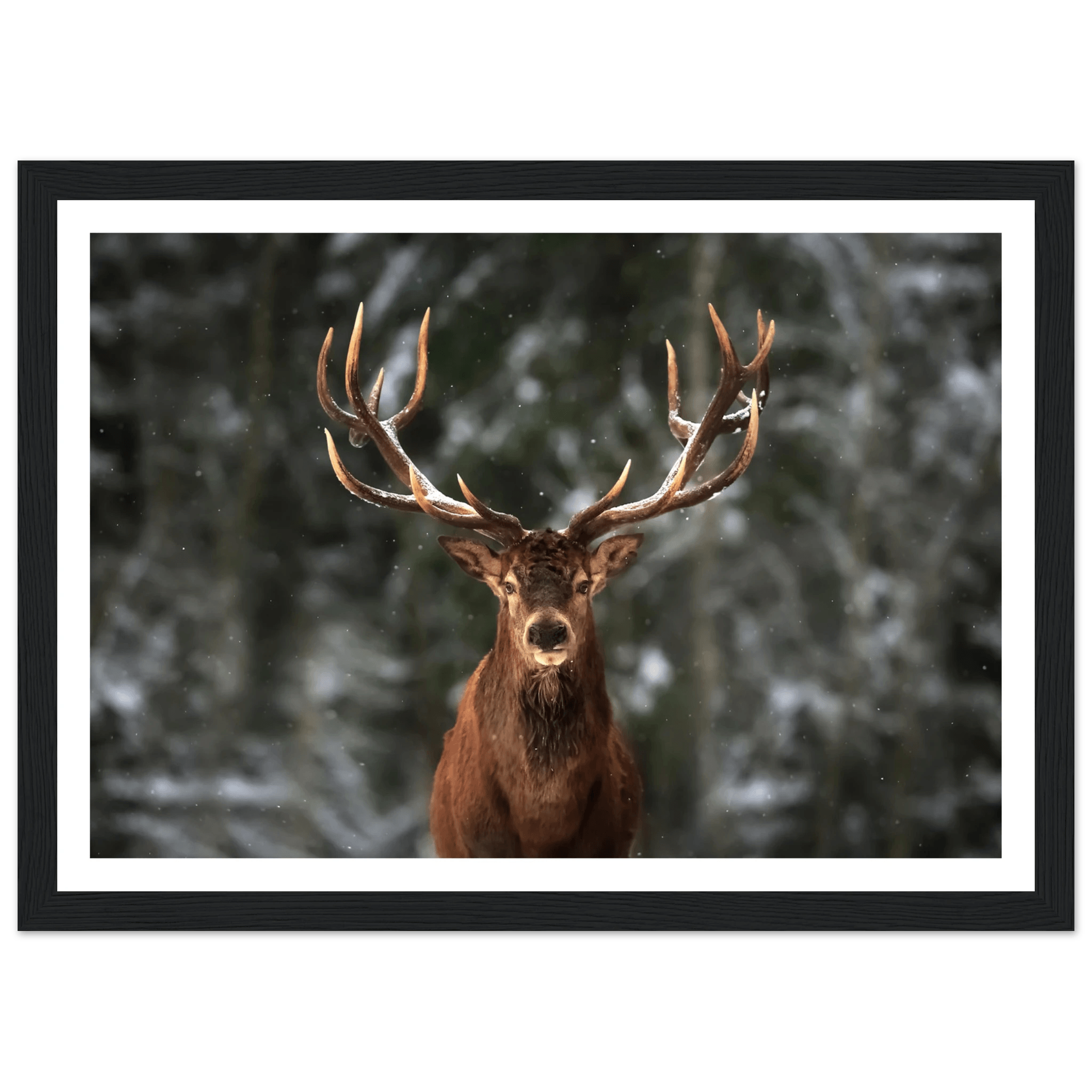Stag in snow - Poster - Arthena