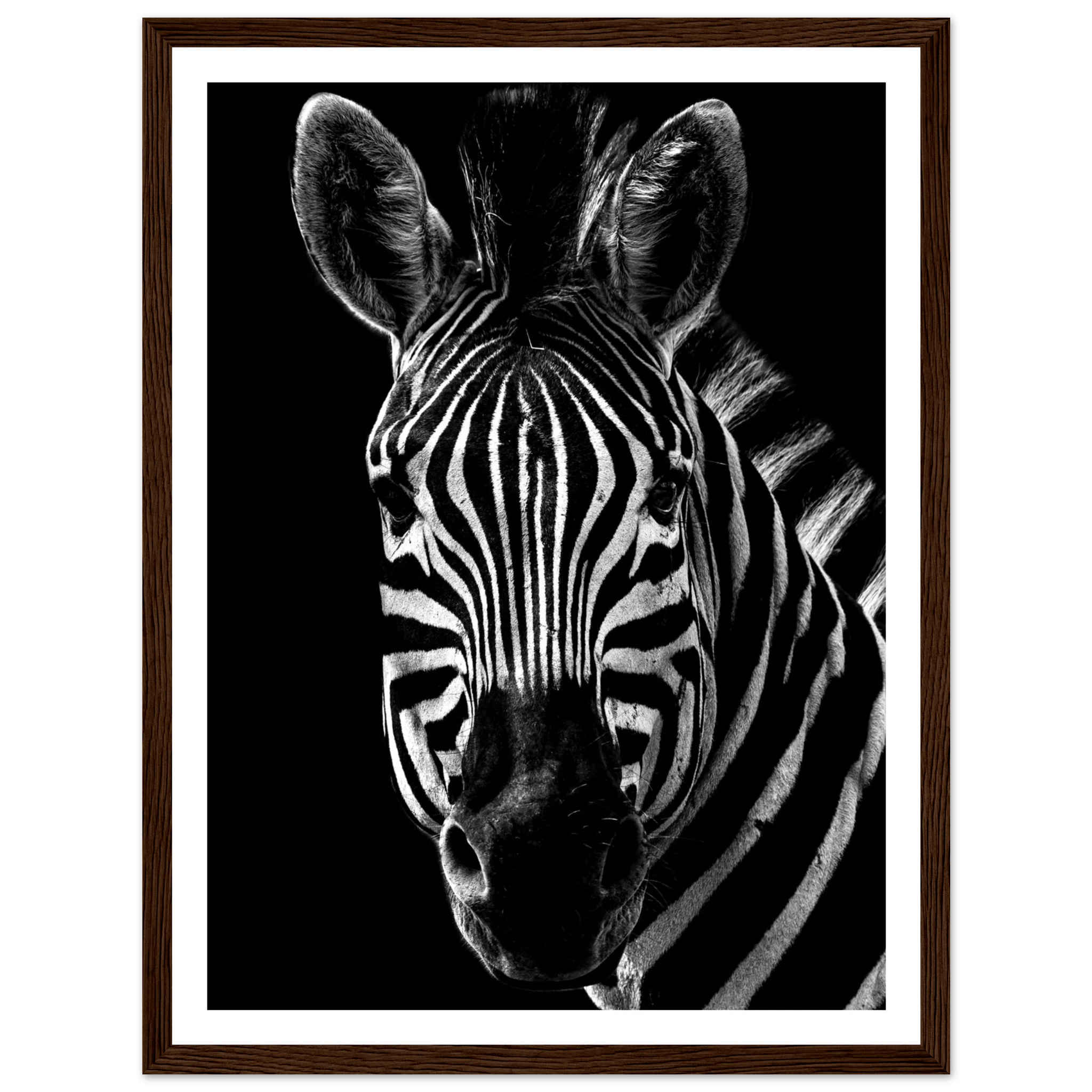 Zebra - Poster - Arthena