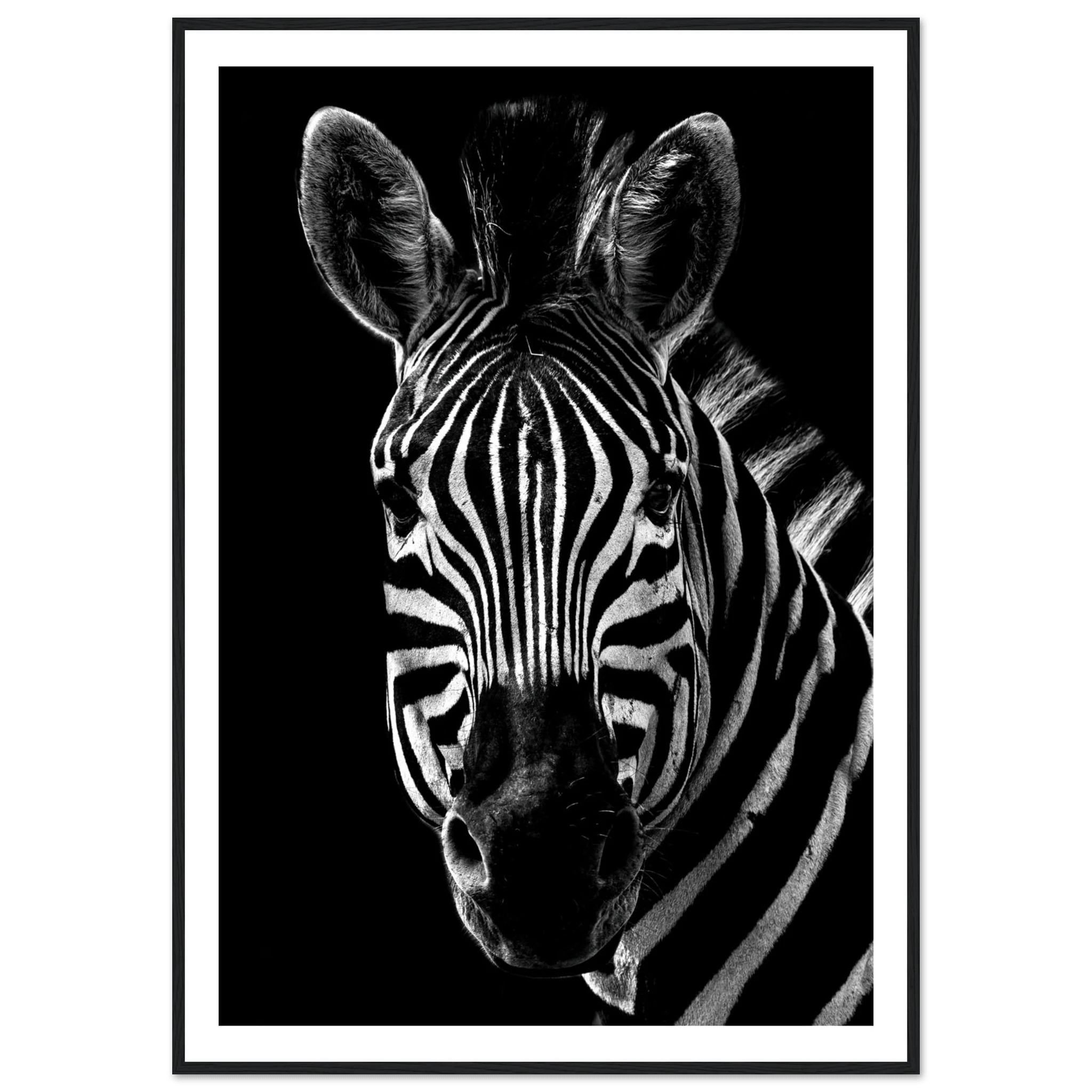 Zebra - Poster - Arthena