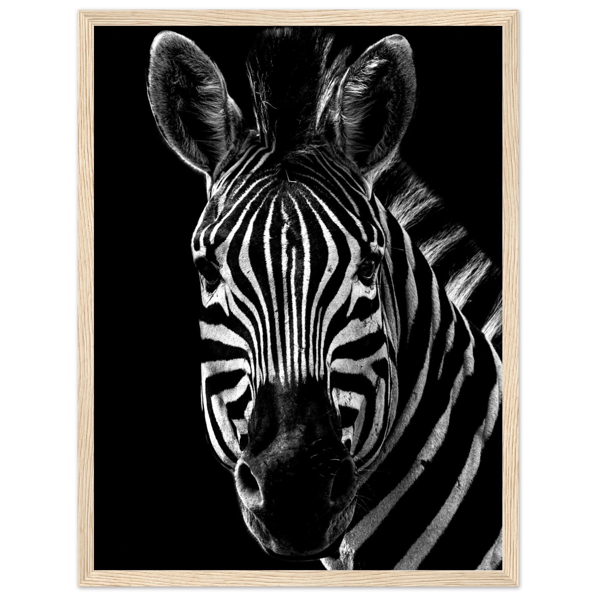 Zebra - Poster - Arthena