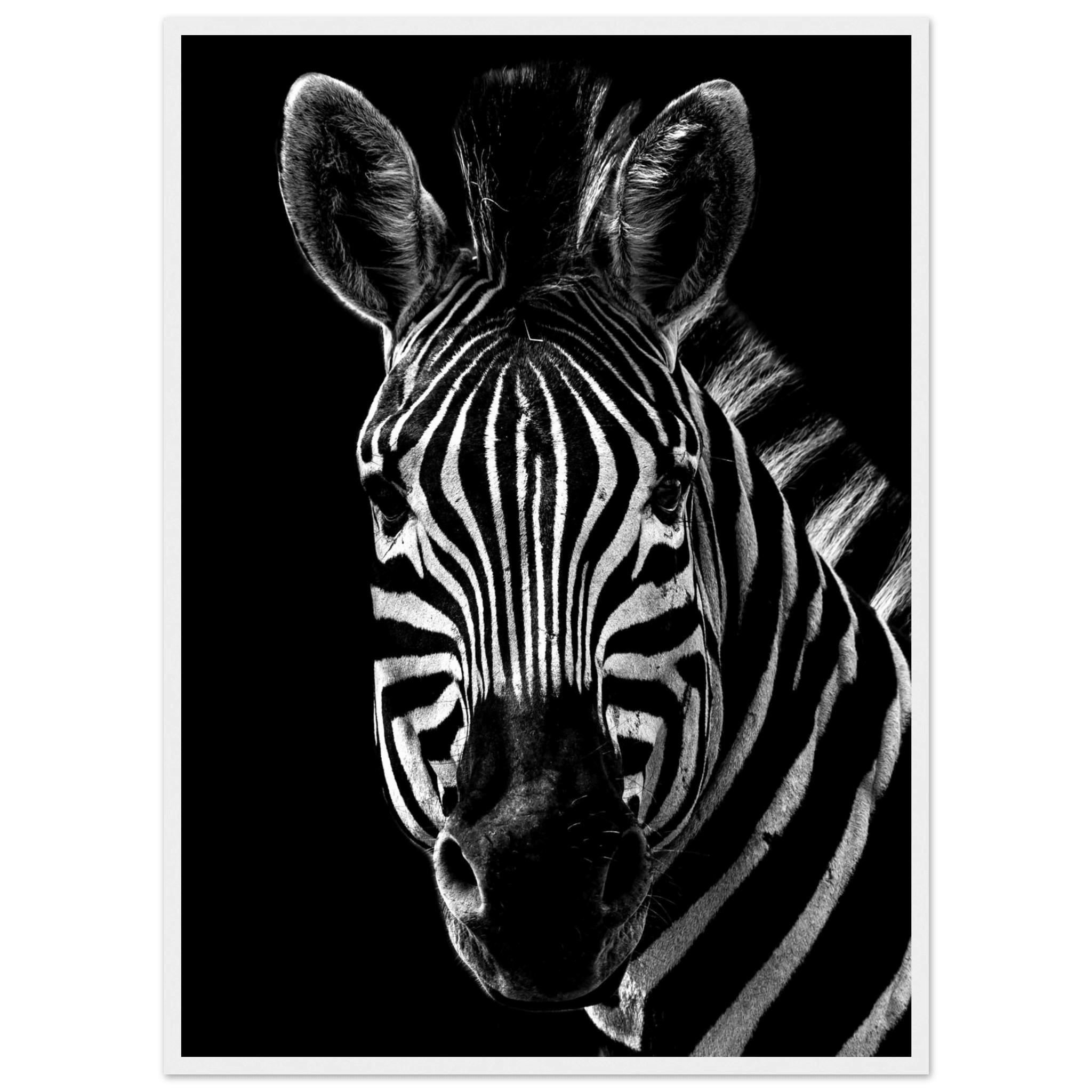 Zebra - Poster - Arthena