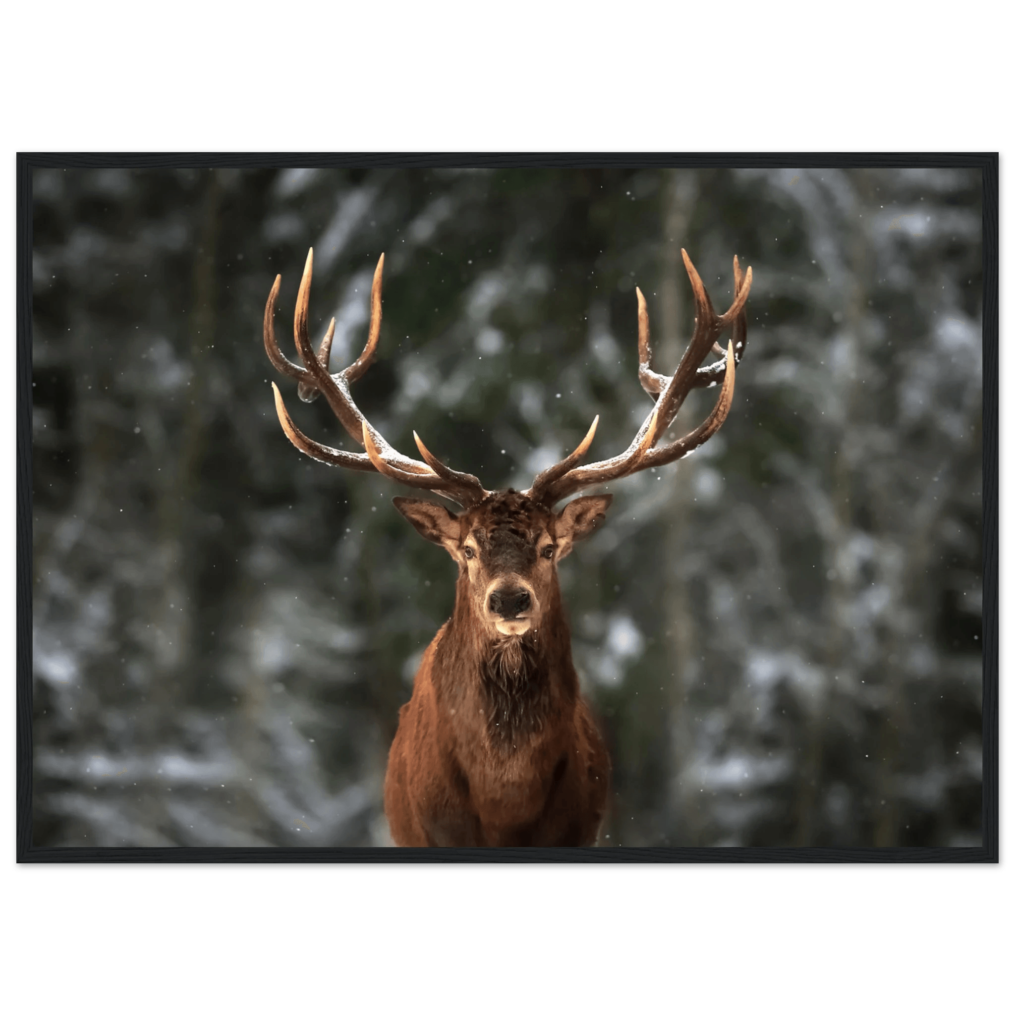 Stag in snow - Poster - Arthena