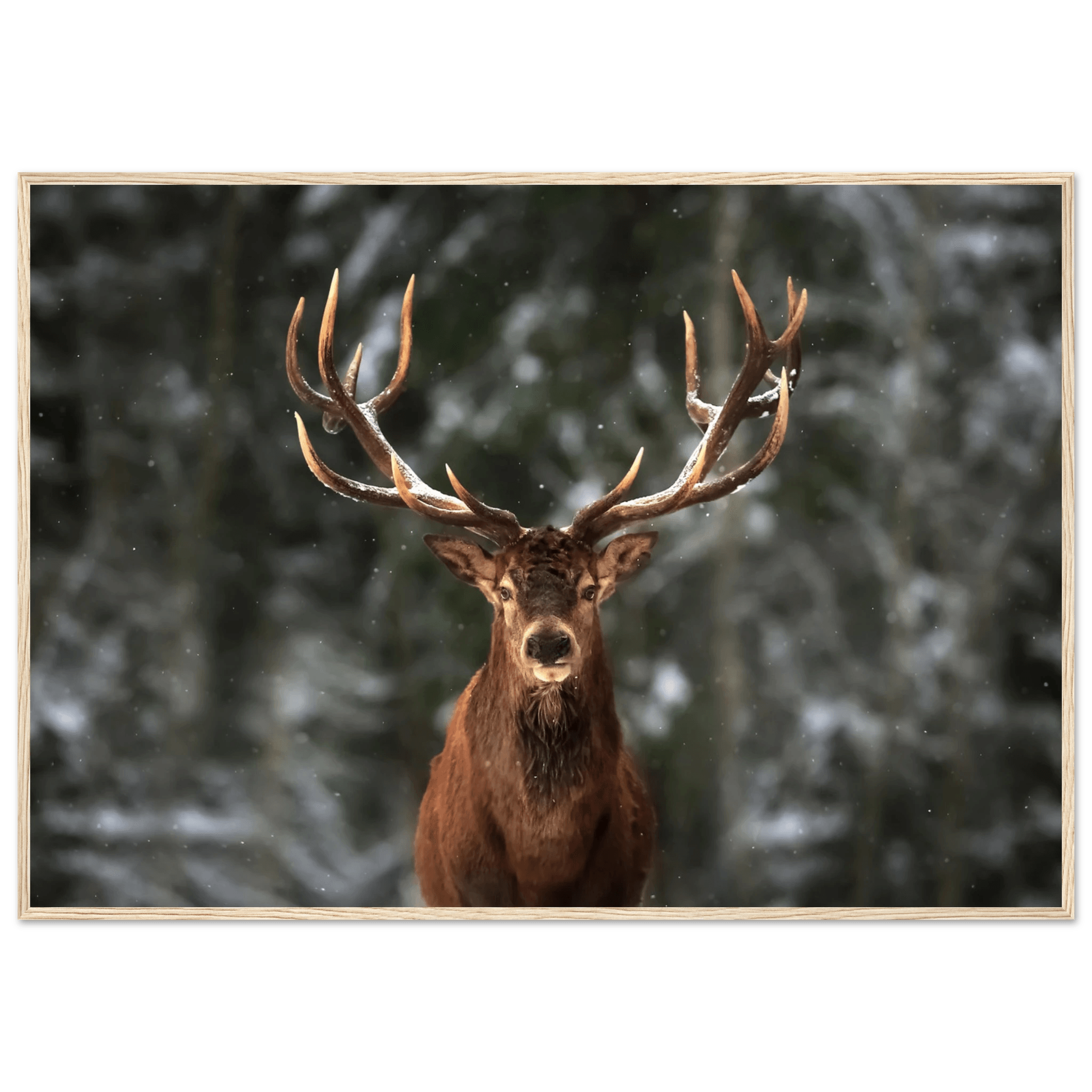 Stag in snow - Poster - Arthena