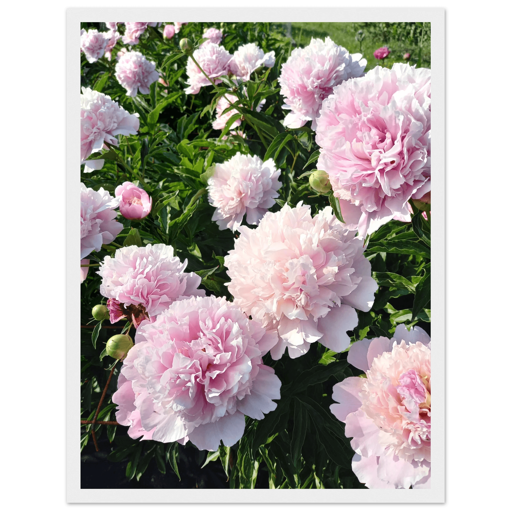 Peonies - Poster - Arthena
