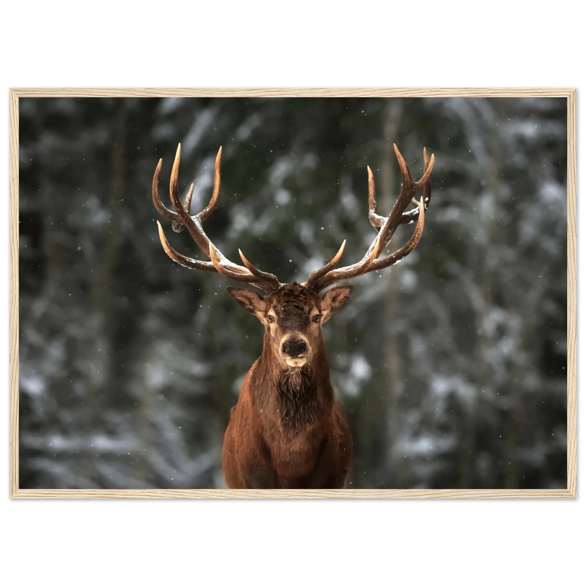 Stag in snow - Poster - Arthena