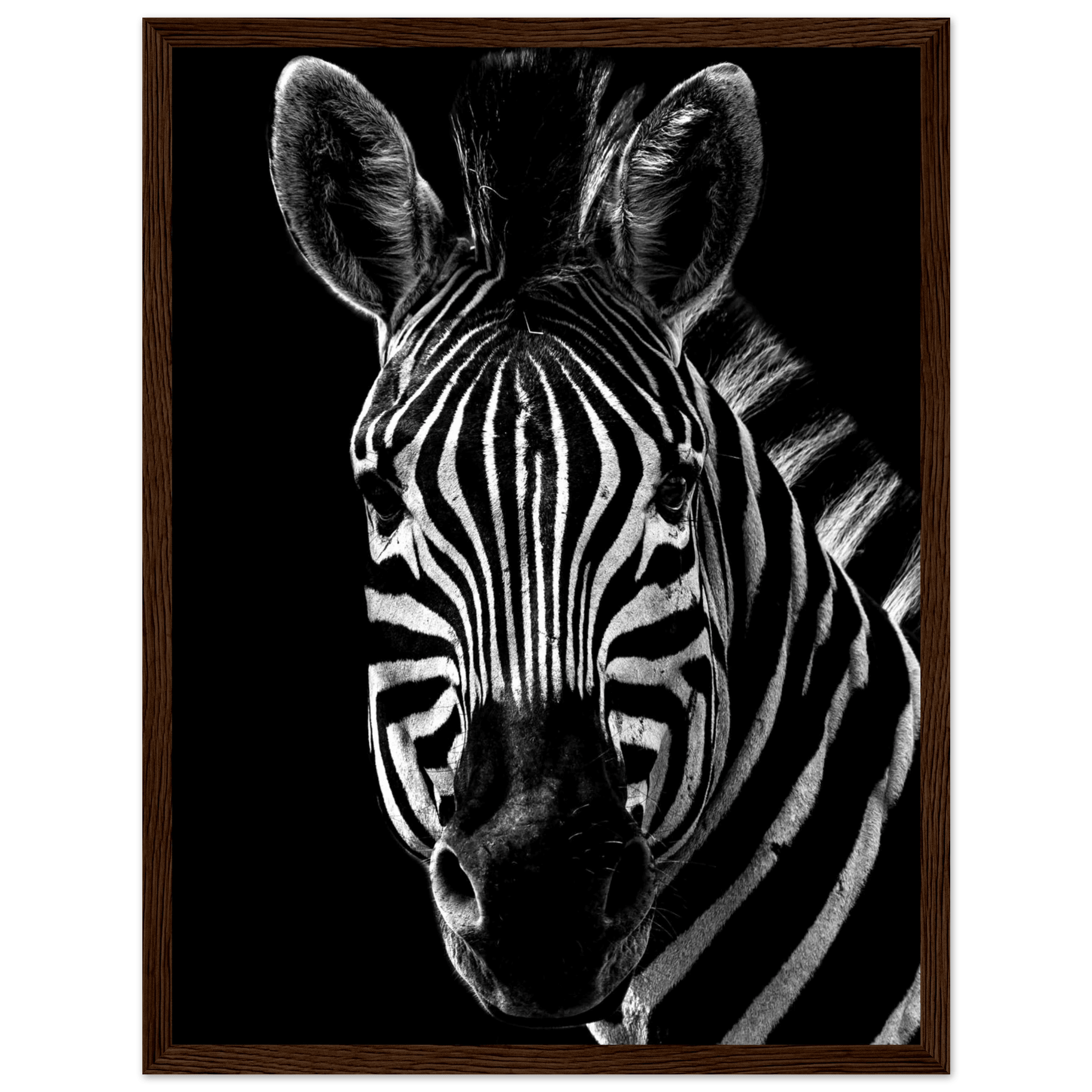 Zebra - Poster - Arthena