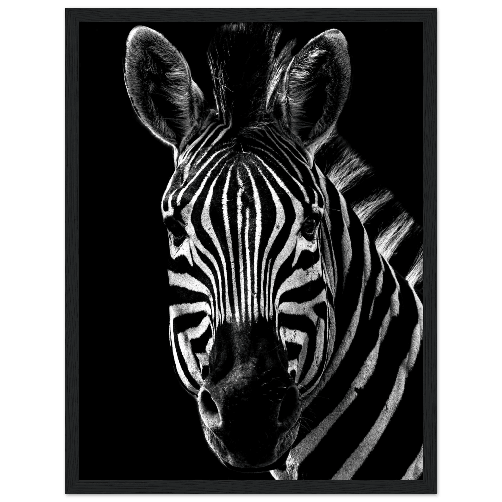 Zebra - Poster - Arthena