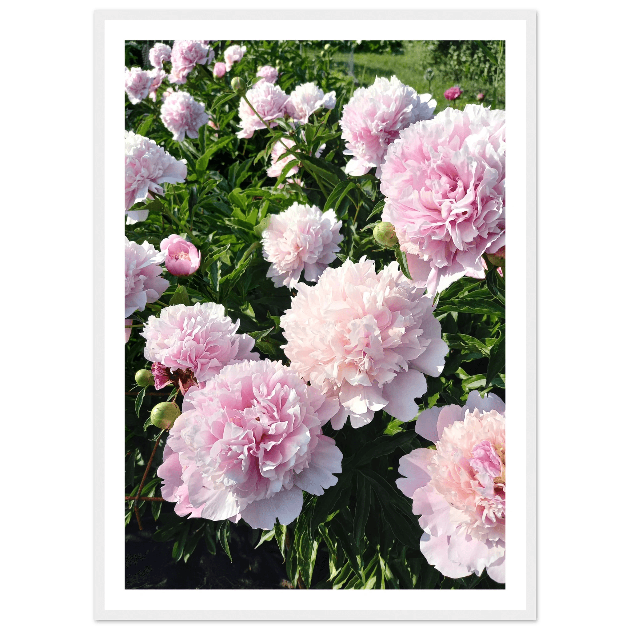 Peonies - Poster - Arthena
