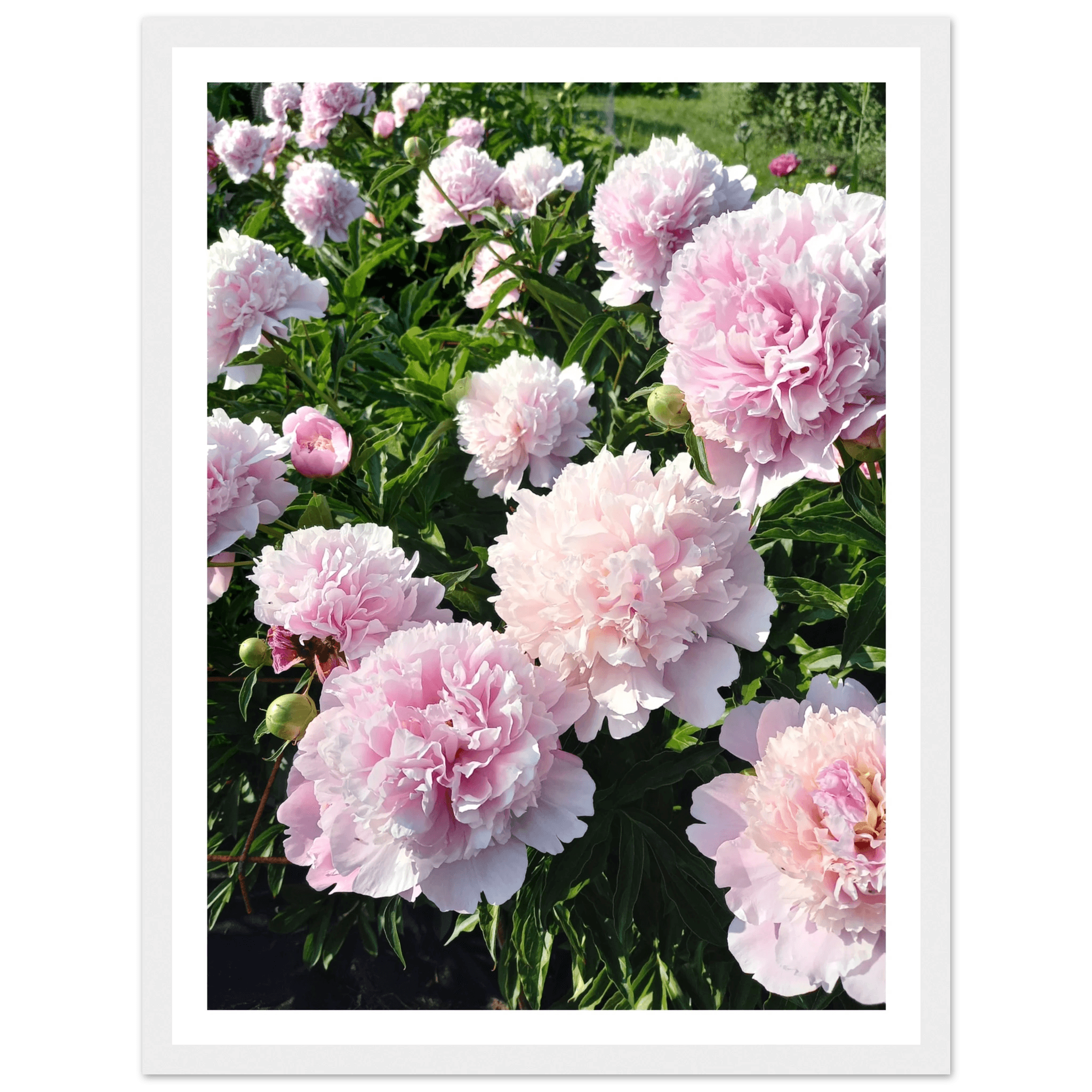 Peonies - Poster - Arthena