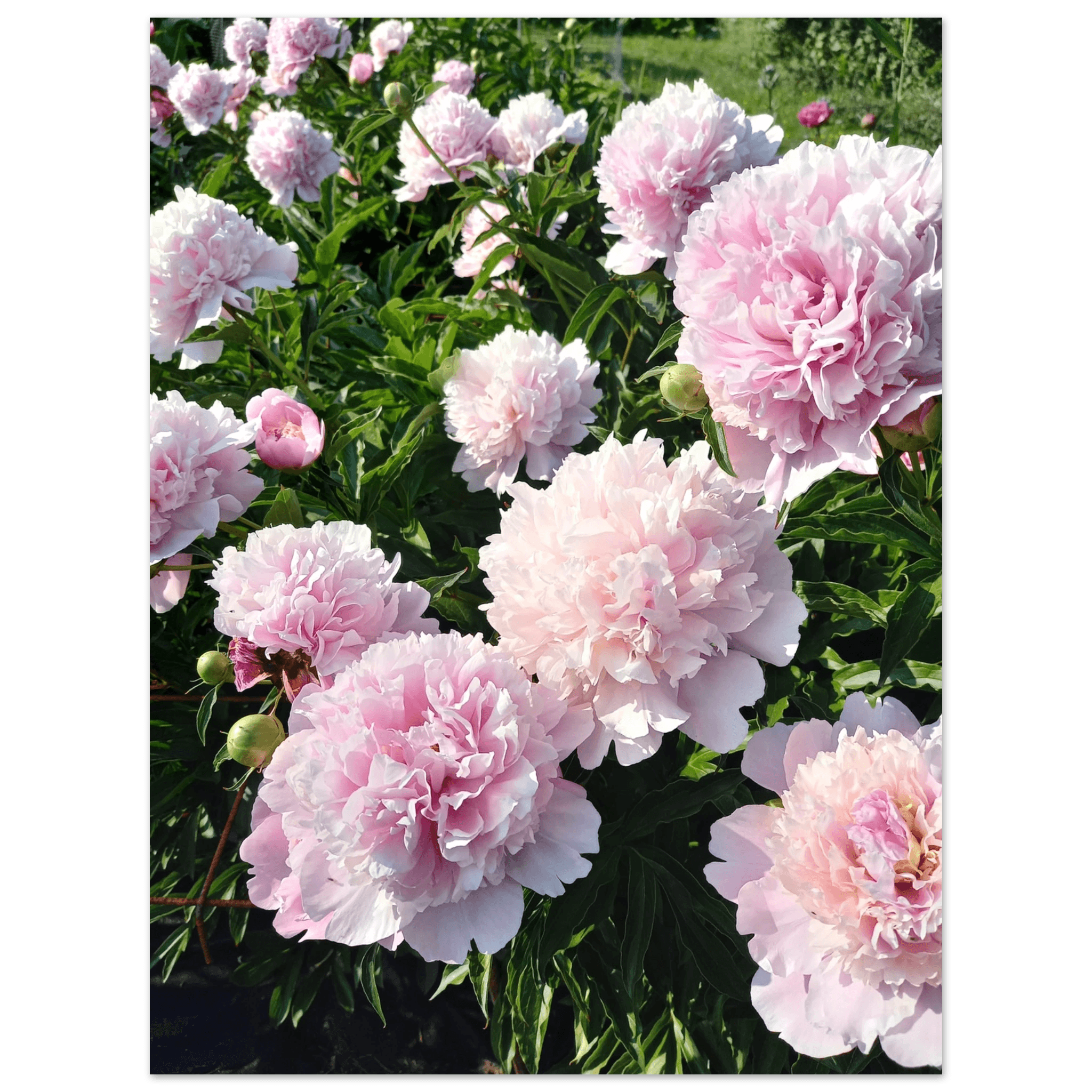 Peonies - Poster - Arthena