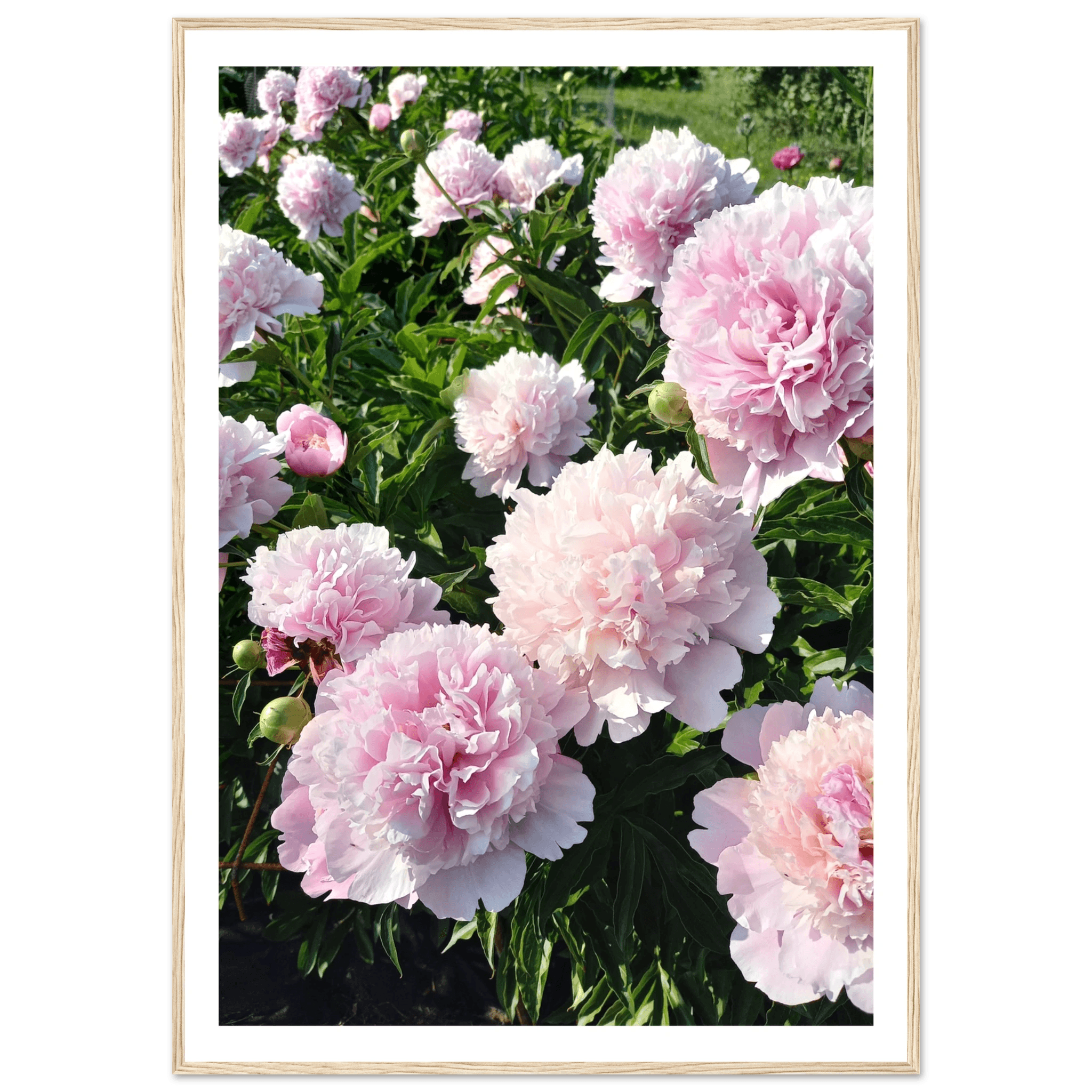 Peonies - Poster - Arthena