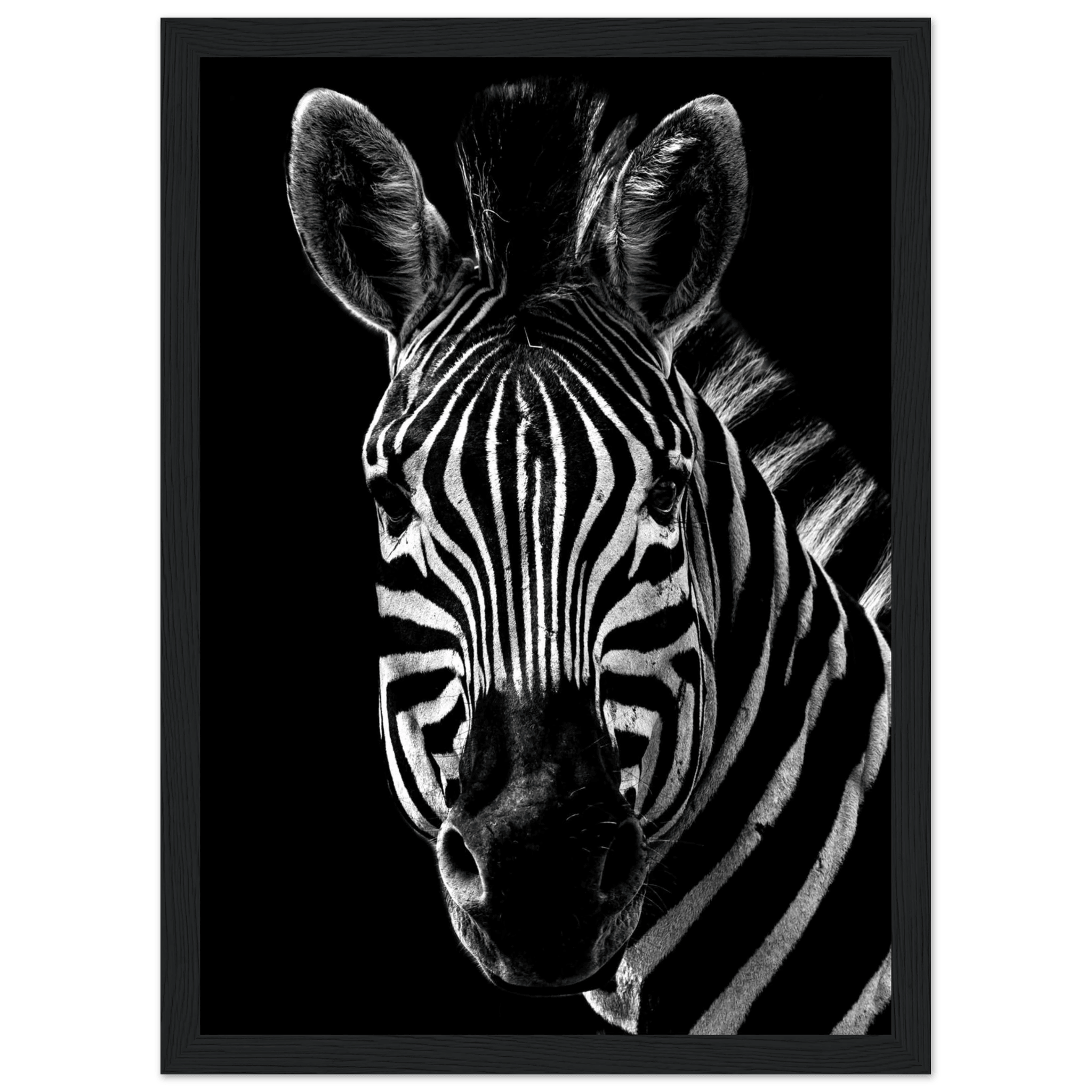 Zebra - Poster - Arthena