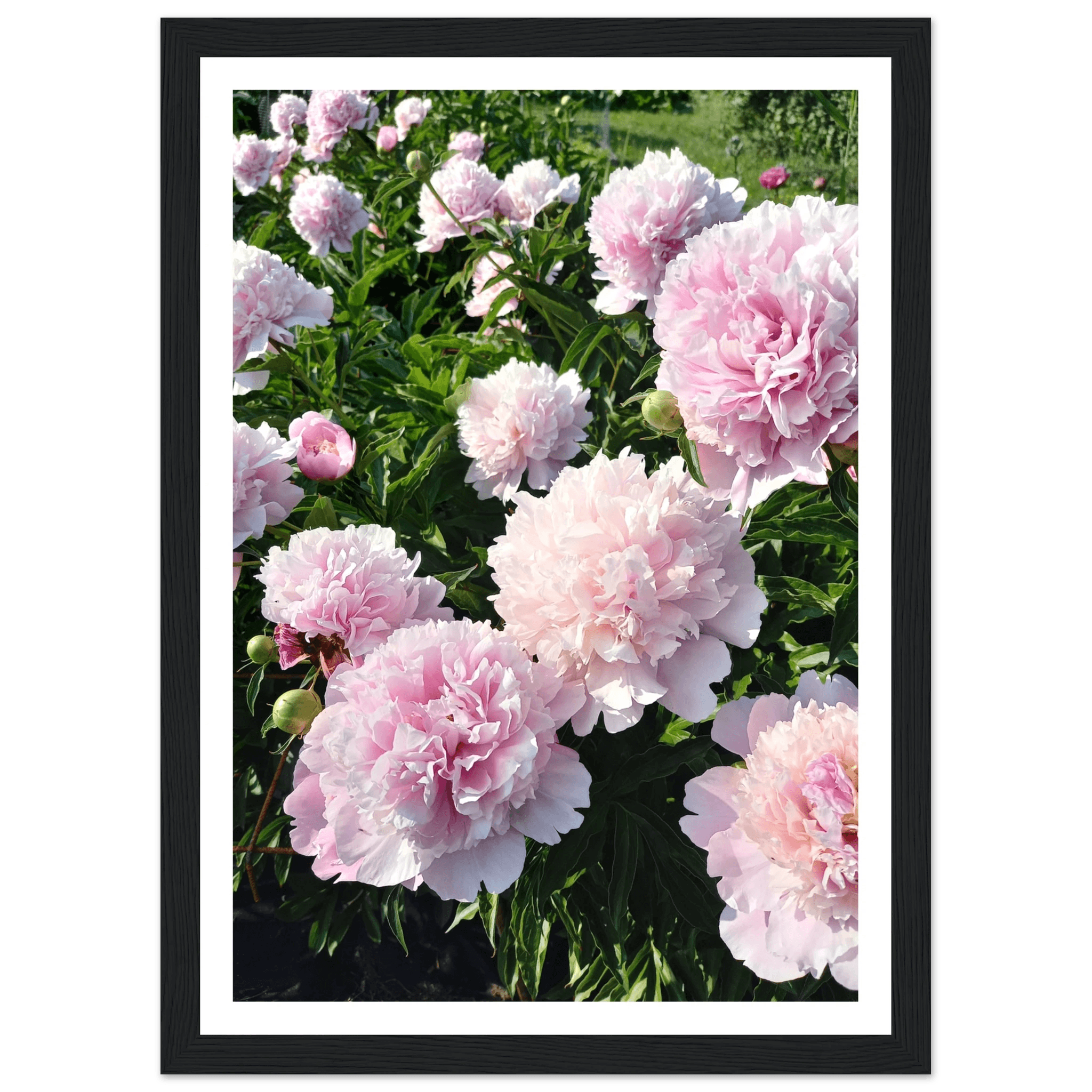 Peonies - Poster - Arthena