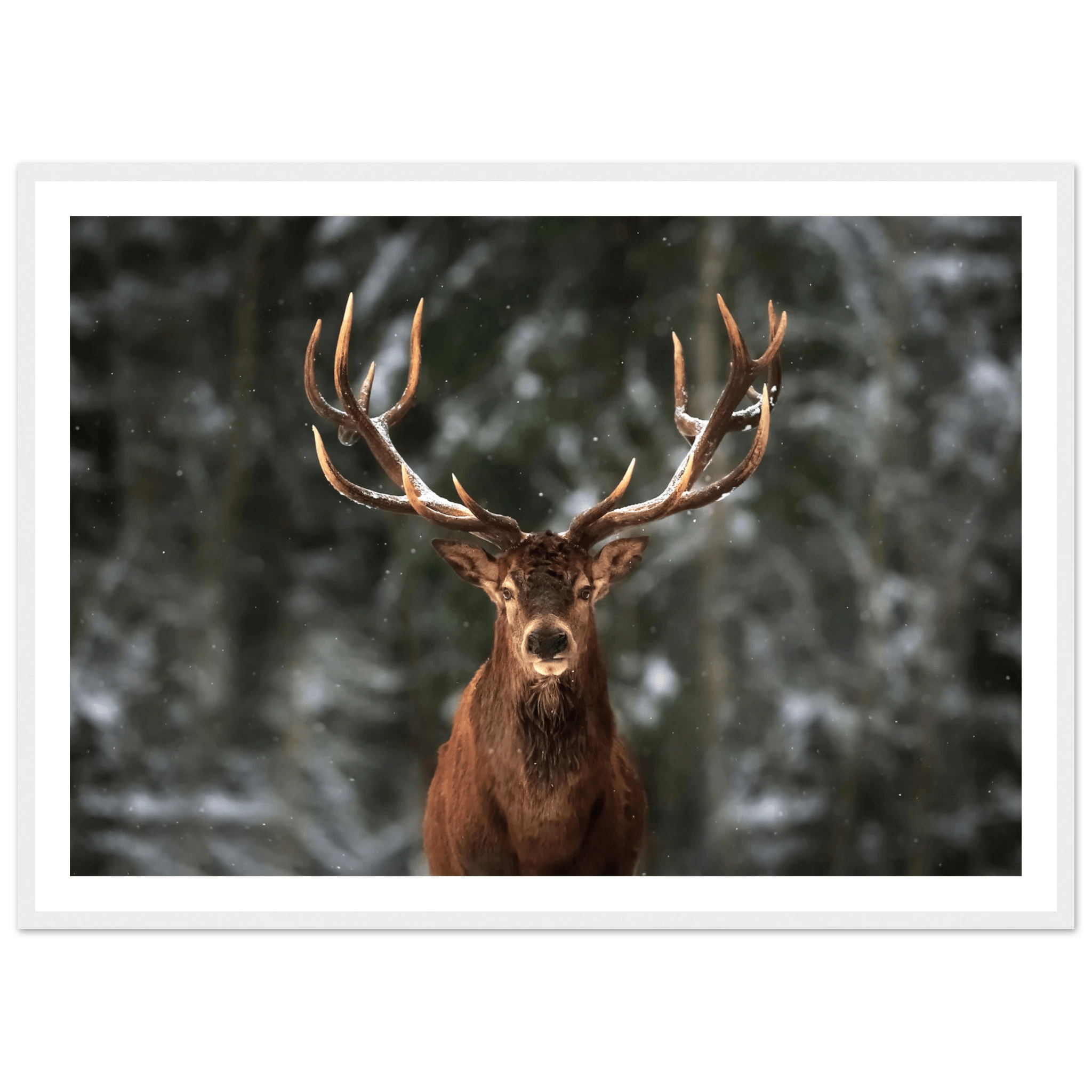 Stag in snow - Poster - Arthena