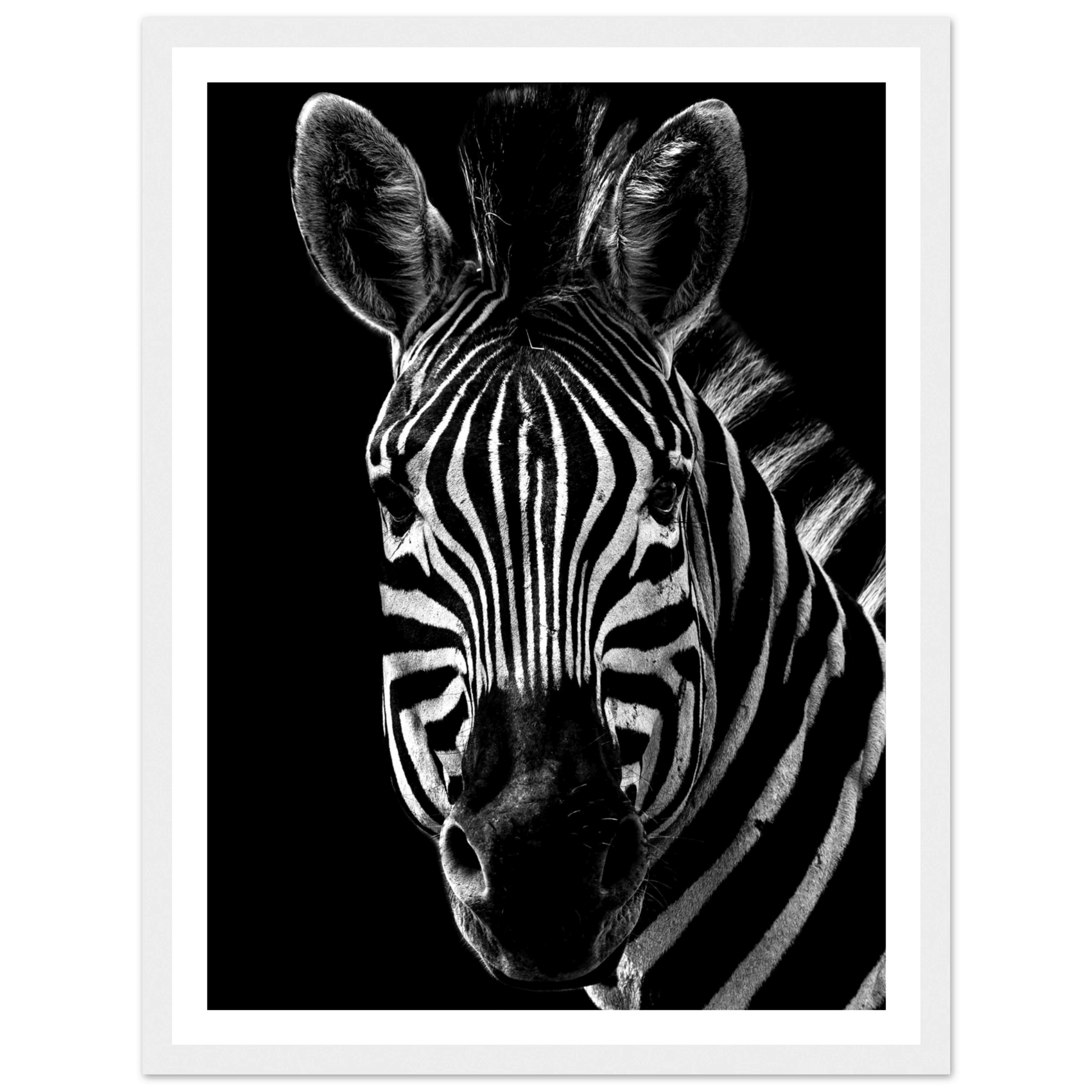 Zebra - Poster - Arthena